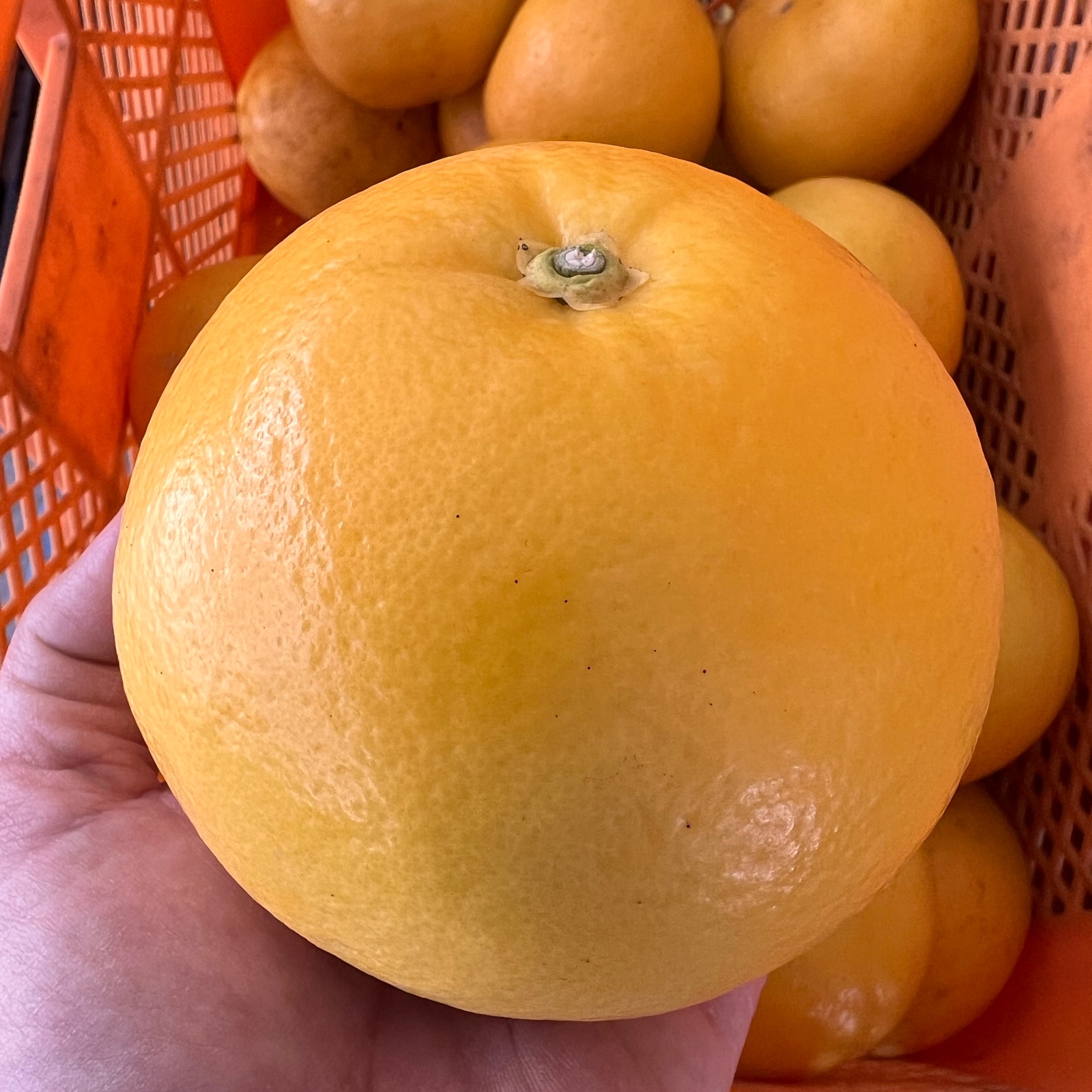 ②ヒロさま専用　たんかん5kg グレープフルーツ5kg　樹上完熟　農園直送 ②ヒロさま専用 たんかん5kg グレープフルーツ5kg 樹上完熟 農園直送