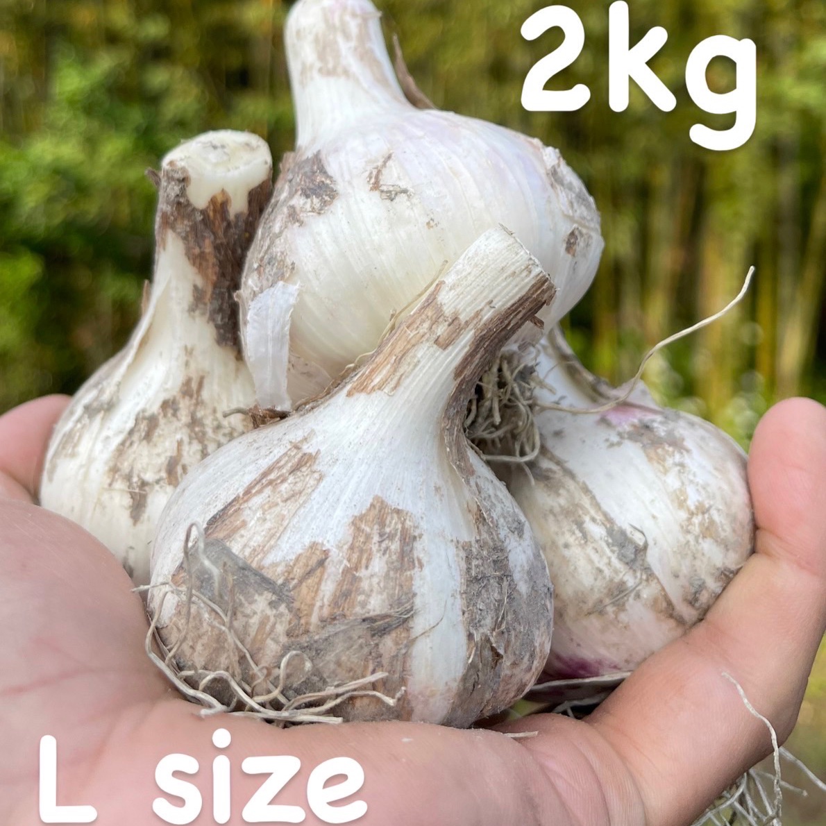 採れたて！ 生にんにく Lサイズ 2kg［さかした農園］ ｜ 野菜/にんにく