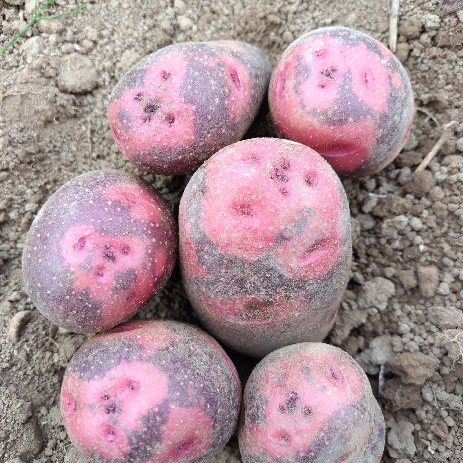 訳あり】グラウンドペチカ（デストロイヤー） 発芽あり｜茨城県産