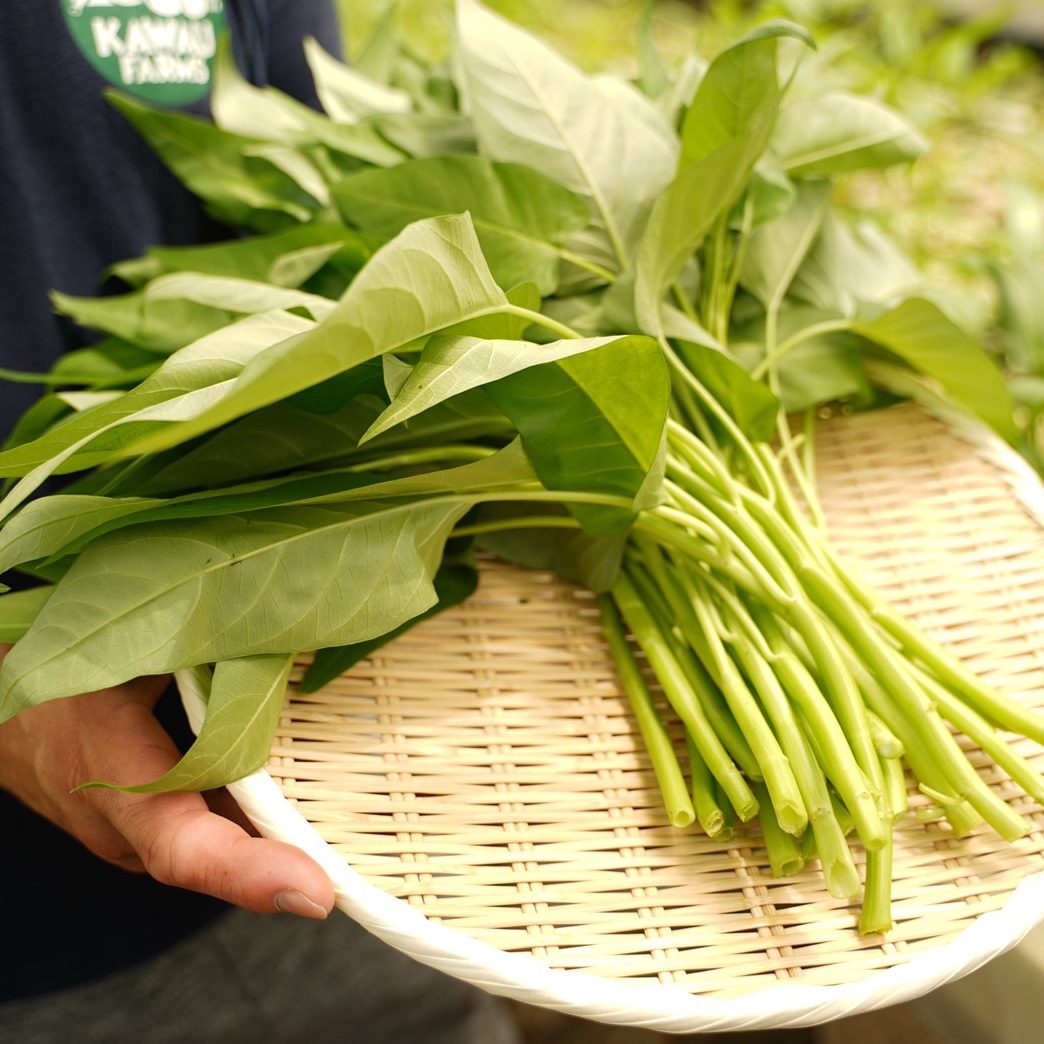 栄養満点☆女性におすすめ☆くうしん菜 ｜ 野菜/葉物 産直アウル 農家