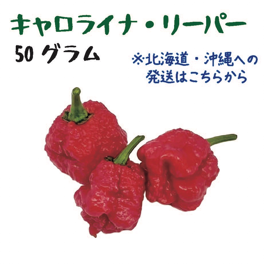 北海道・沖縄専用】キャロライナ・リーパー 約50g 宮崎産 完熟