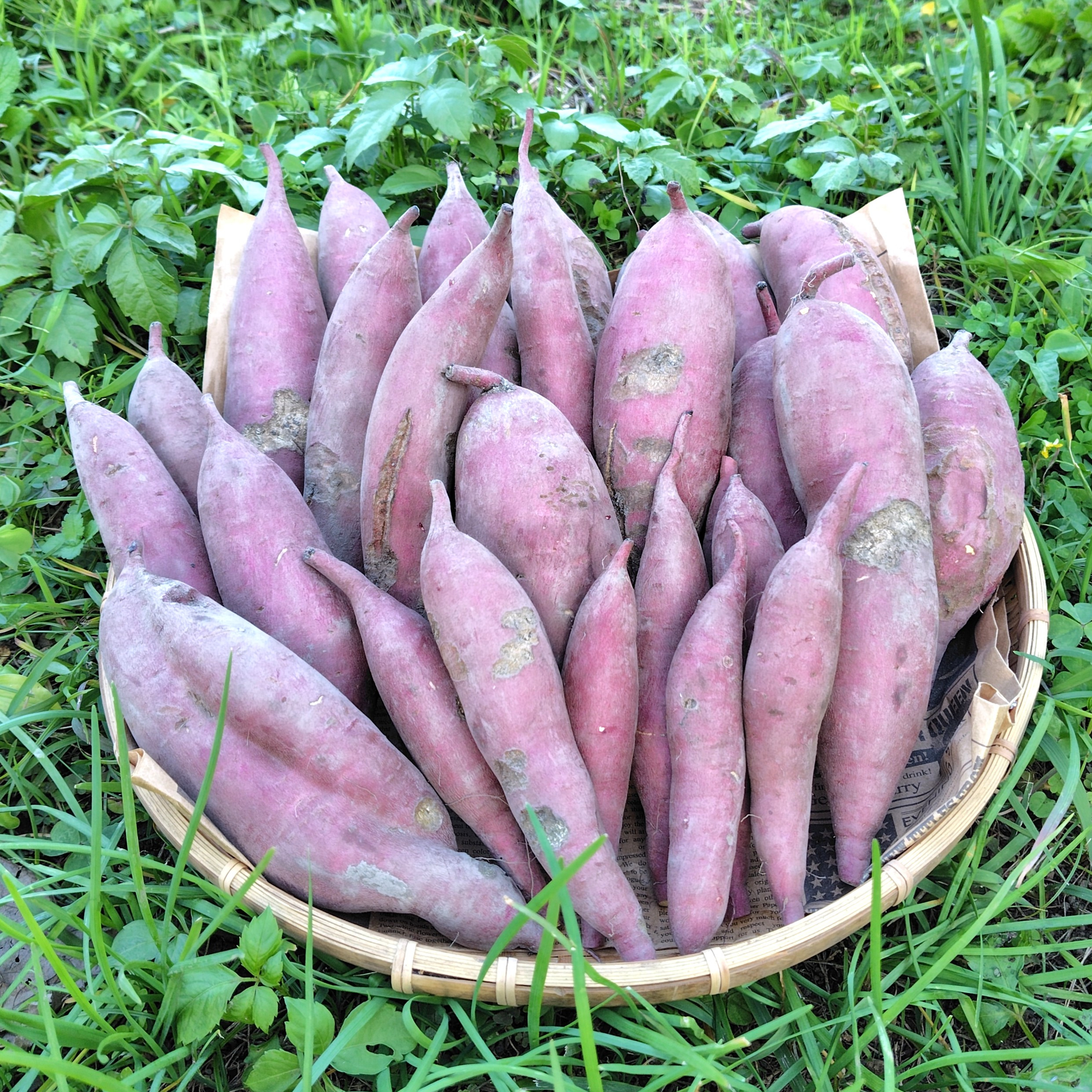 訳ありC品】熟成不要のさつま芋「あまはづき5kg」（虫害・割れ・キズ