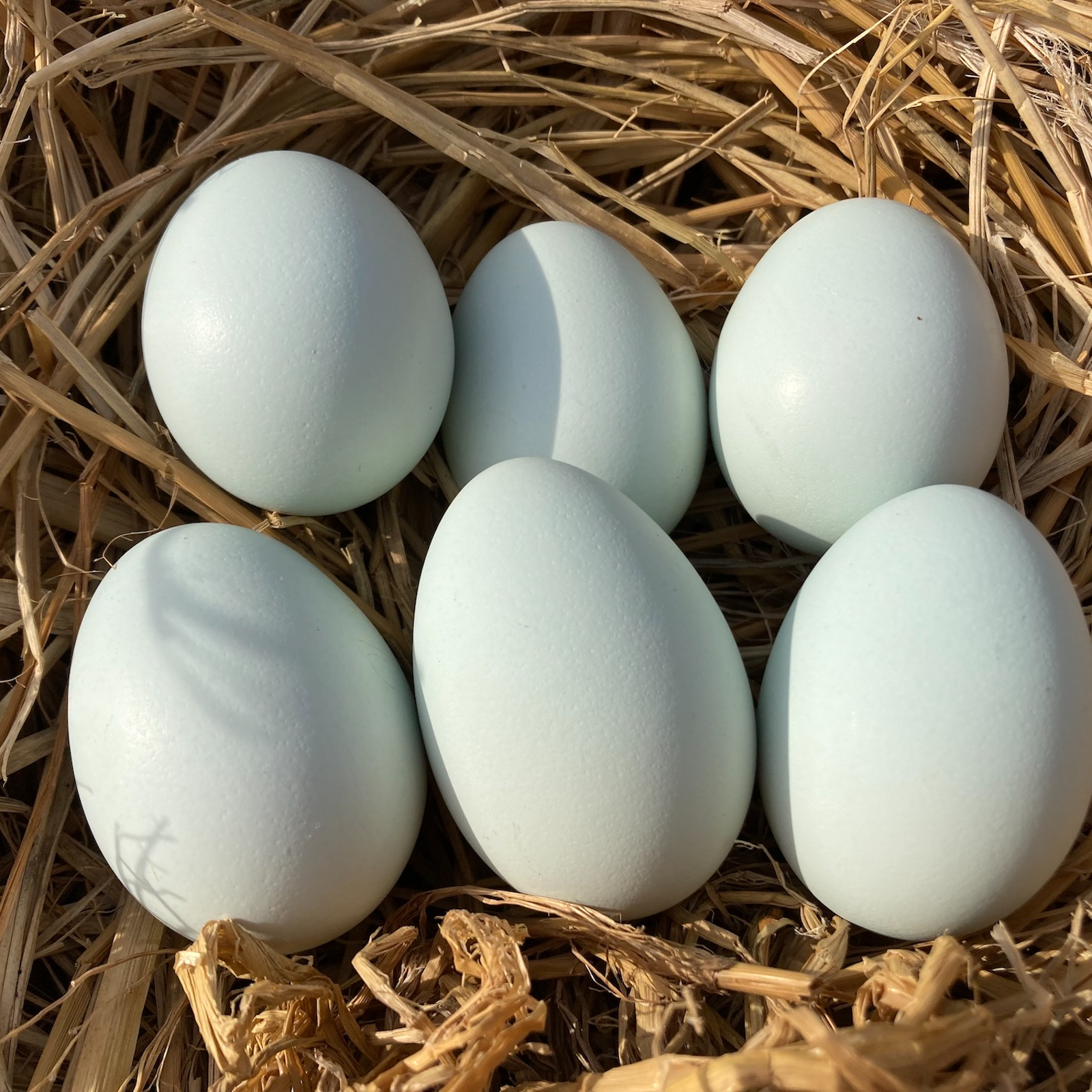 平飼い 卵 6個パック］ 岡崎アローカナ 223EGG たまご | 卵/鶏卵 産直