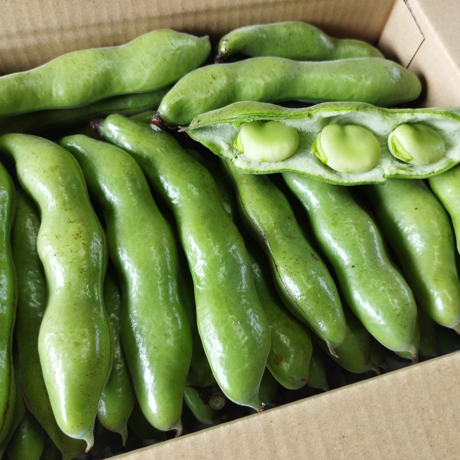 そら豆【農薬・化学肥料 不使用】1.7kg=約50莢 ｜ 野菜/豆類 産直