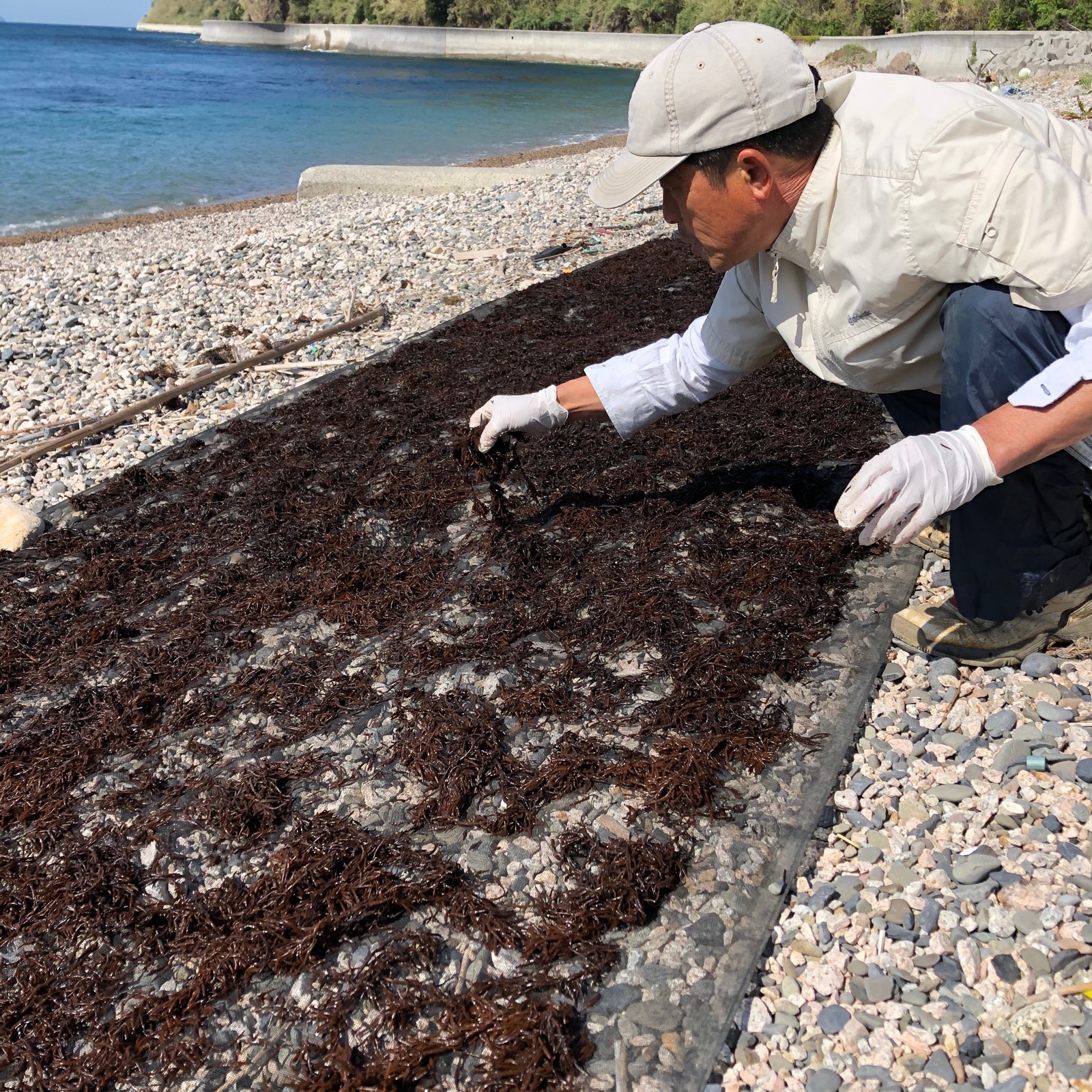 海藻の産地直送商品一覧（通販・お取り寄せ）-産直アウル