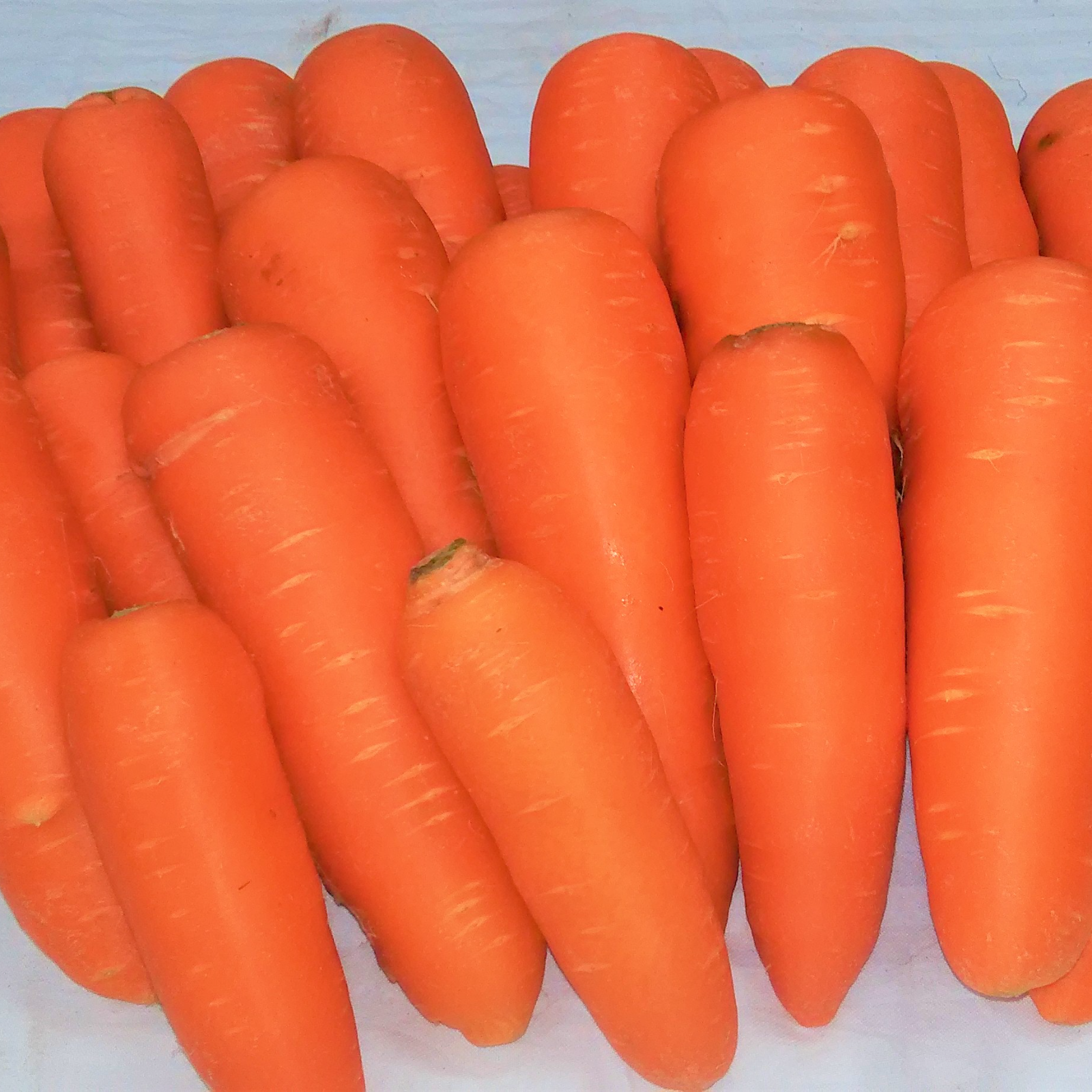 訳あり】無農薬で育った 人参 大きさ色々にんじん 14kg | 野菜/人参