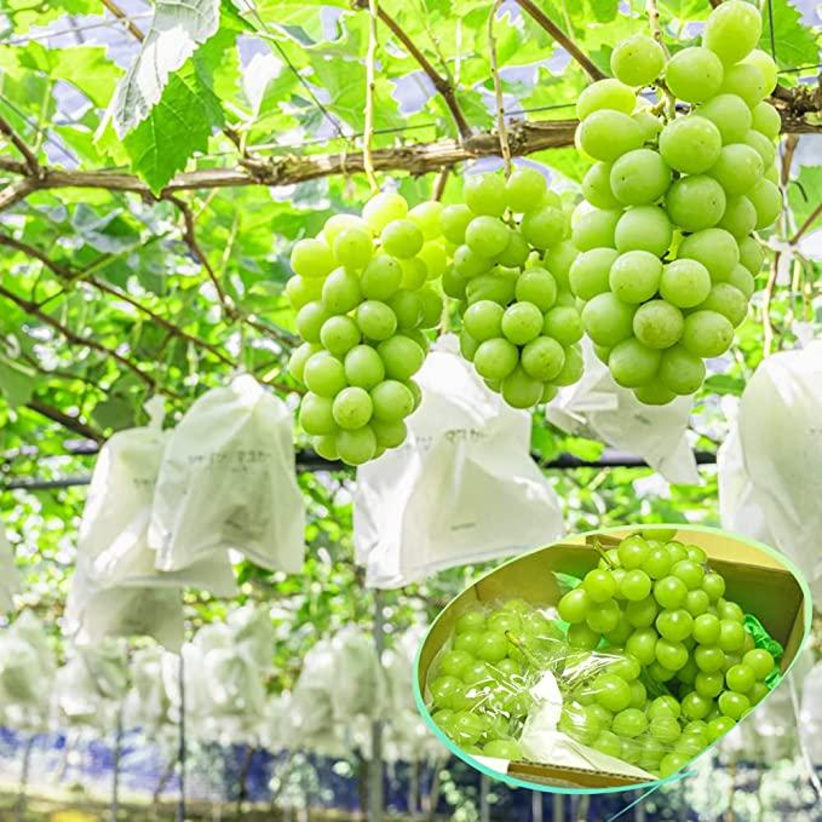 約2kg 種なし大粒ぶどう ギフトにも最適 徳島県産シャインマスカット秀品