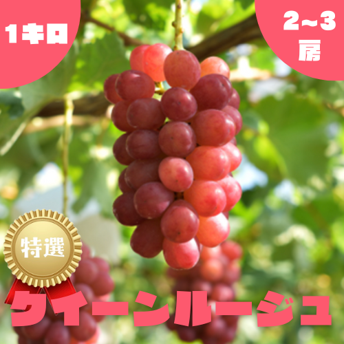 特選】クイーンルージュ・1kg・2~3房 ｜ 果物/ぶどう 産直アウル 農家 