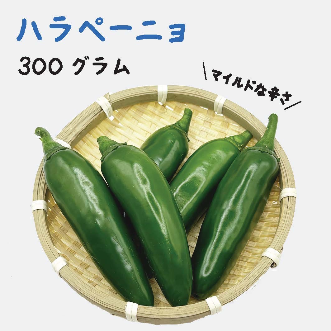 ハラペーニョ 約300g 宮崎産 フレッシュ 収穫後農園から直送 ｜ 野菜
