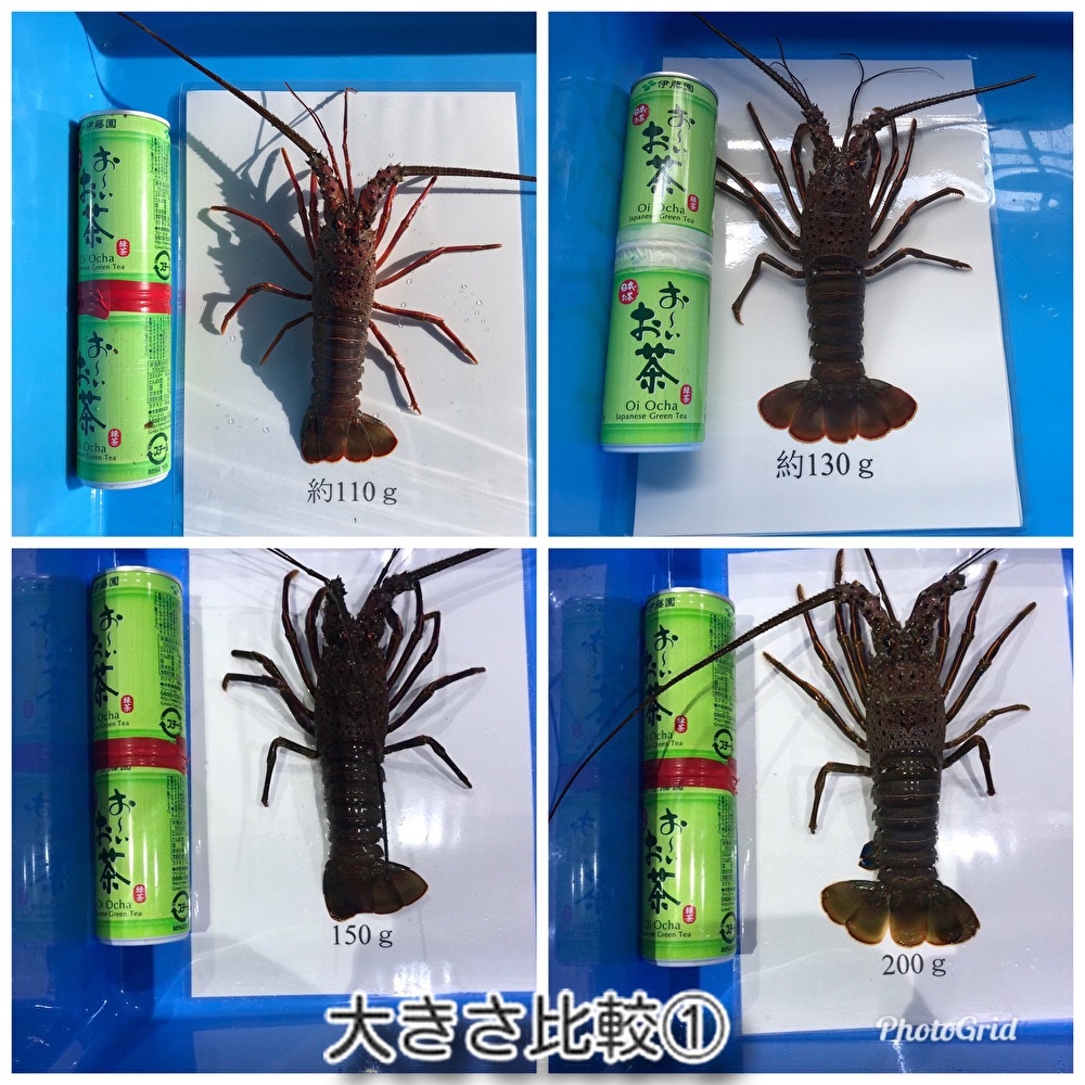 期間限定 訳あり活伊勢海老 小4キロ（24～32匹） ｜ 魚介類/エビ 産直