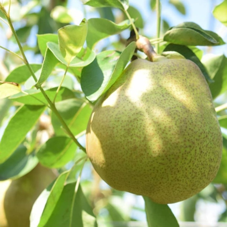 長野県産　ラフランス　洋梨　10kg 無農薬 10月中旬〜下旬 訳あり 洋梨 ラ・フランス 減農薬 長野県産 10キロ