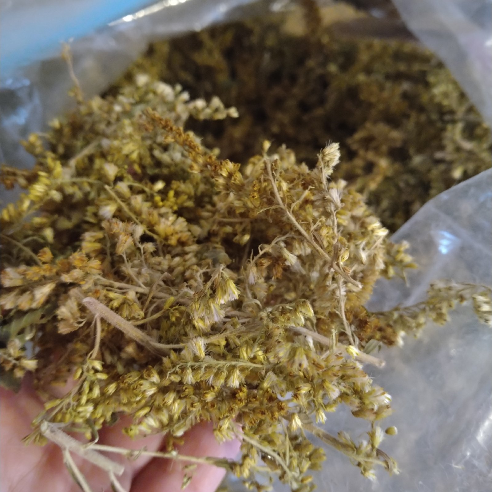 乾燥セイタカアワダチソウ ｜ お茶/その他のお茶 産直アウル 農家