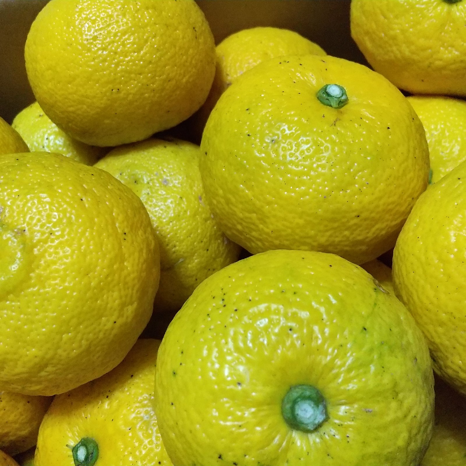 本柚子4kg /10月下旬より販売します ｜ 果物/香酸柑橘(ライム