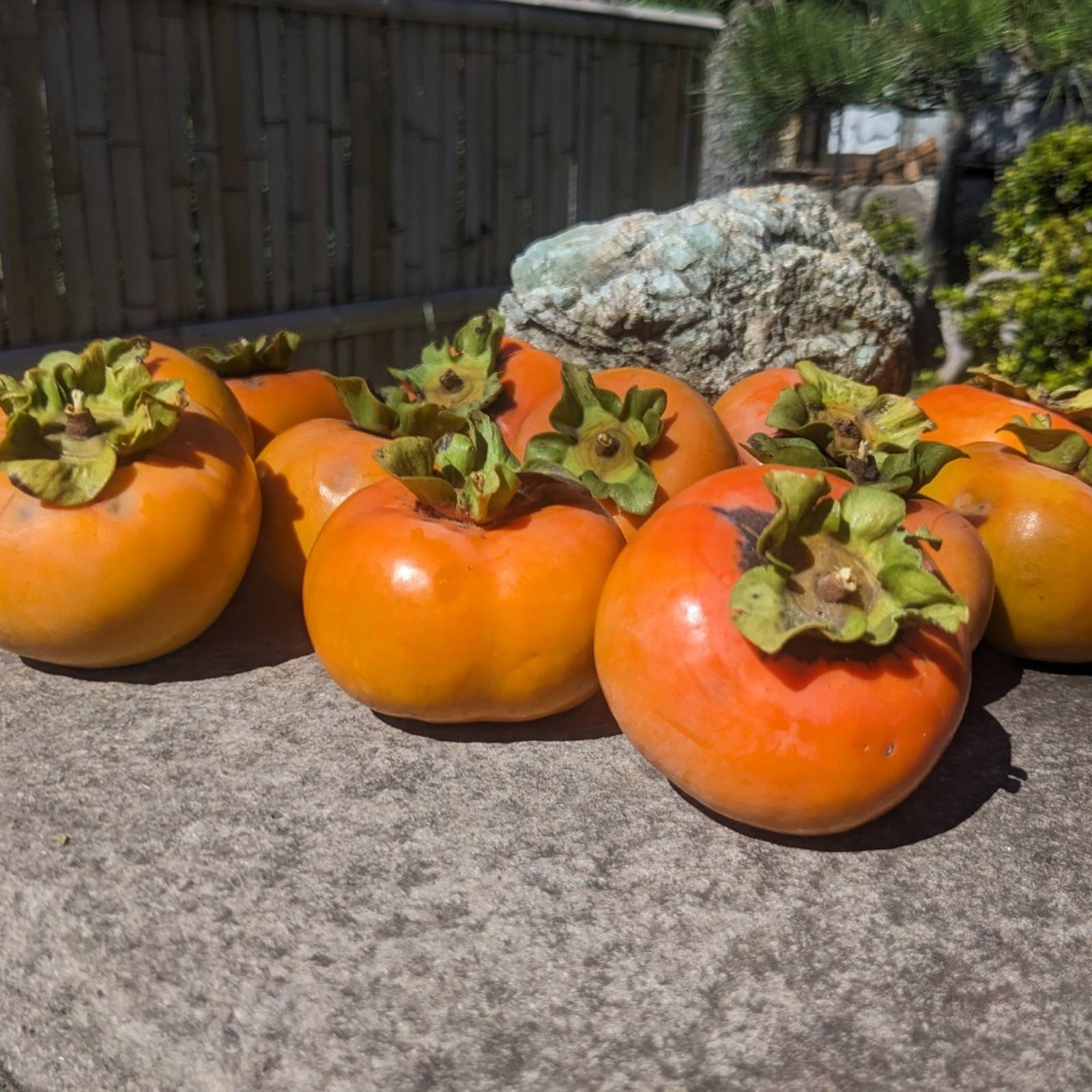 最高糖度20度オーバー】わずか1％市場に一切出回らない千年富有柿