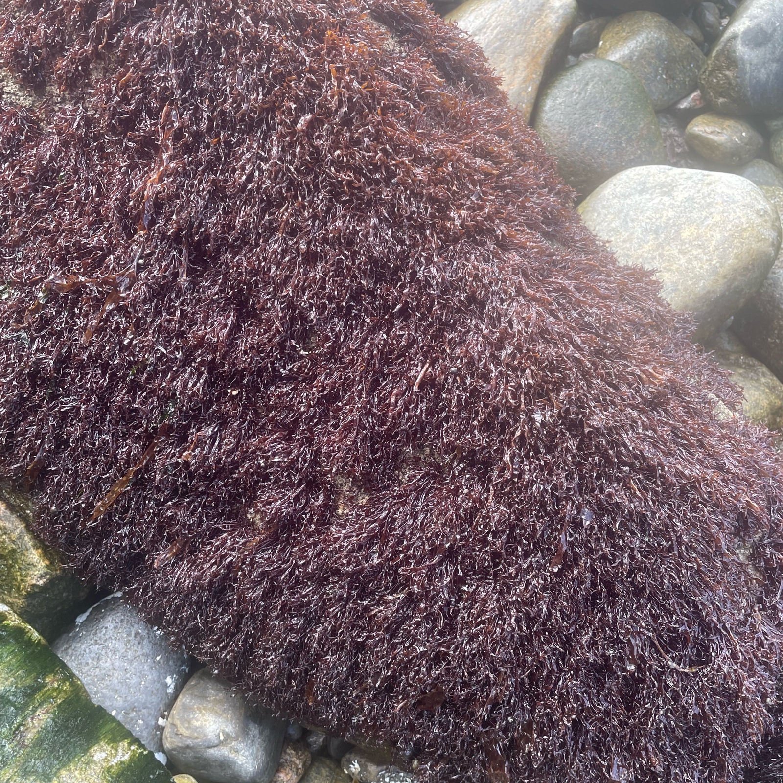 北海道産天然乾燥ふのり | 魚介類/のり 産直アウル 農家から直接野菜