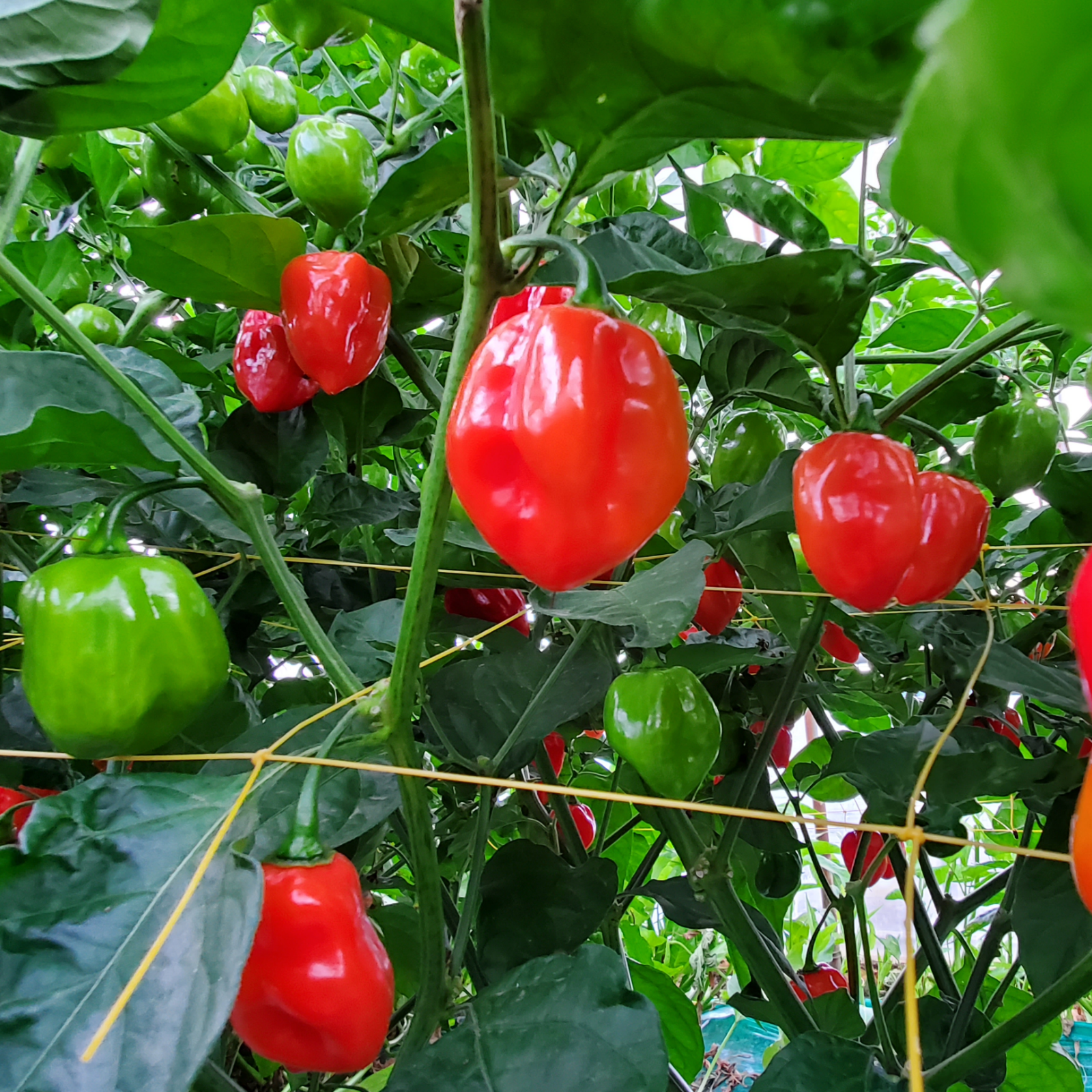 北海道 ハウス栽培 ハバネロ 1kg 赤 | 野菜/スパイス 産直アウル