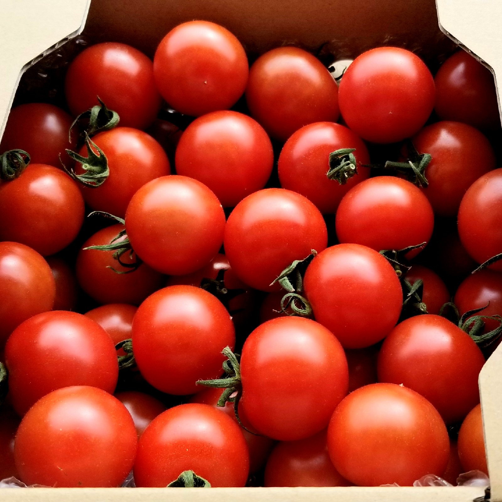 あま旨とまと【暁】1kg | 野菜/トマト 産直アウル 農家から直接野菜