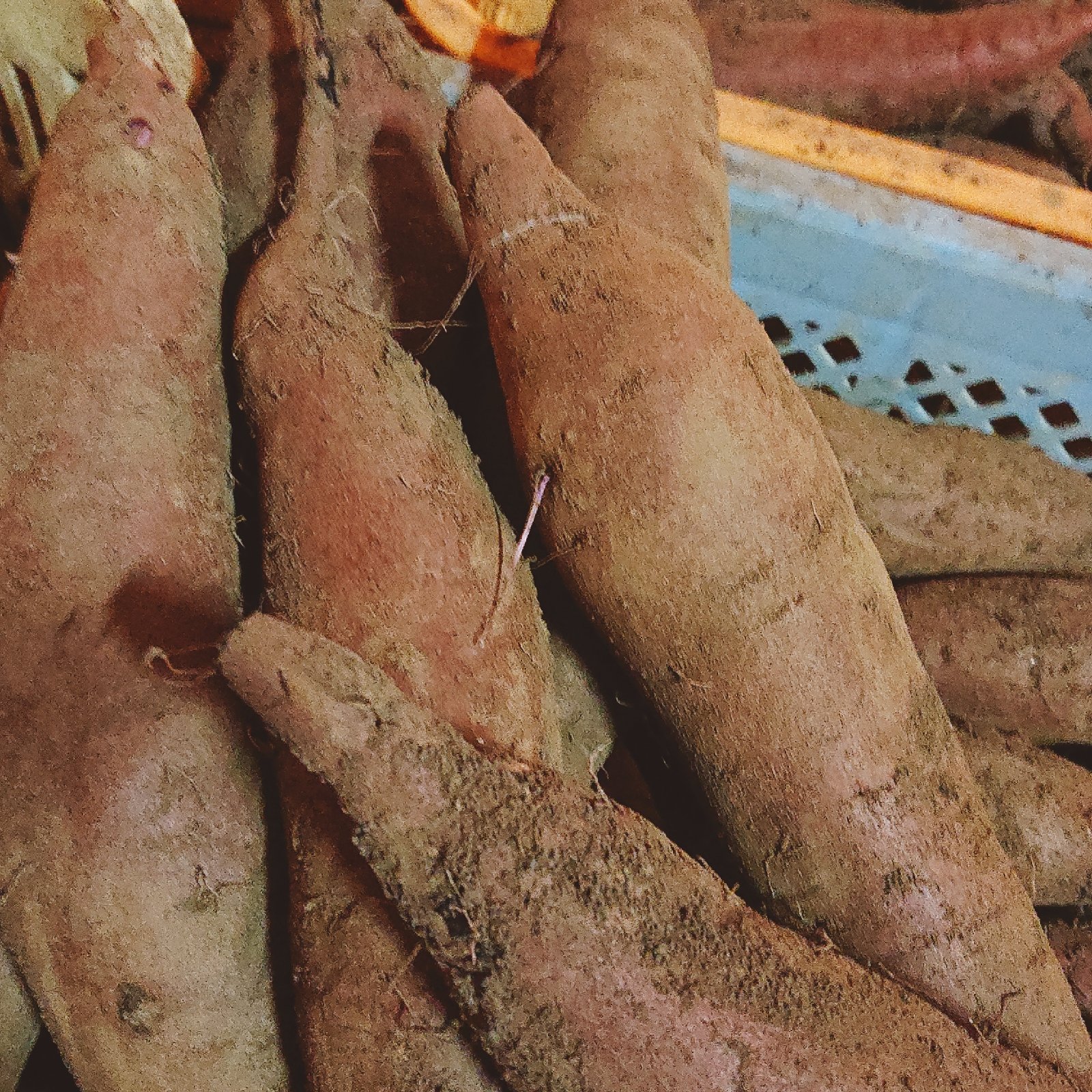 ふくむらさき 20kg(箱込) M~L(約200g～500g) 茨城県産 熟成 ふくむらさき 約20キロ サイズバラバラ 福紫 さつまいも 芋