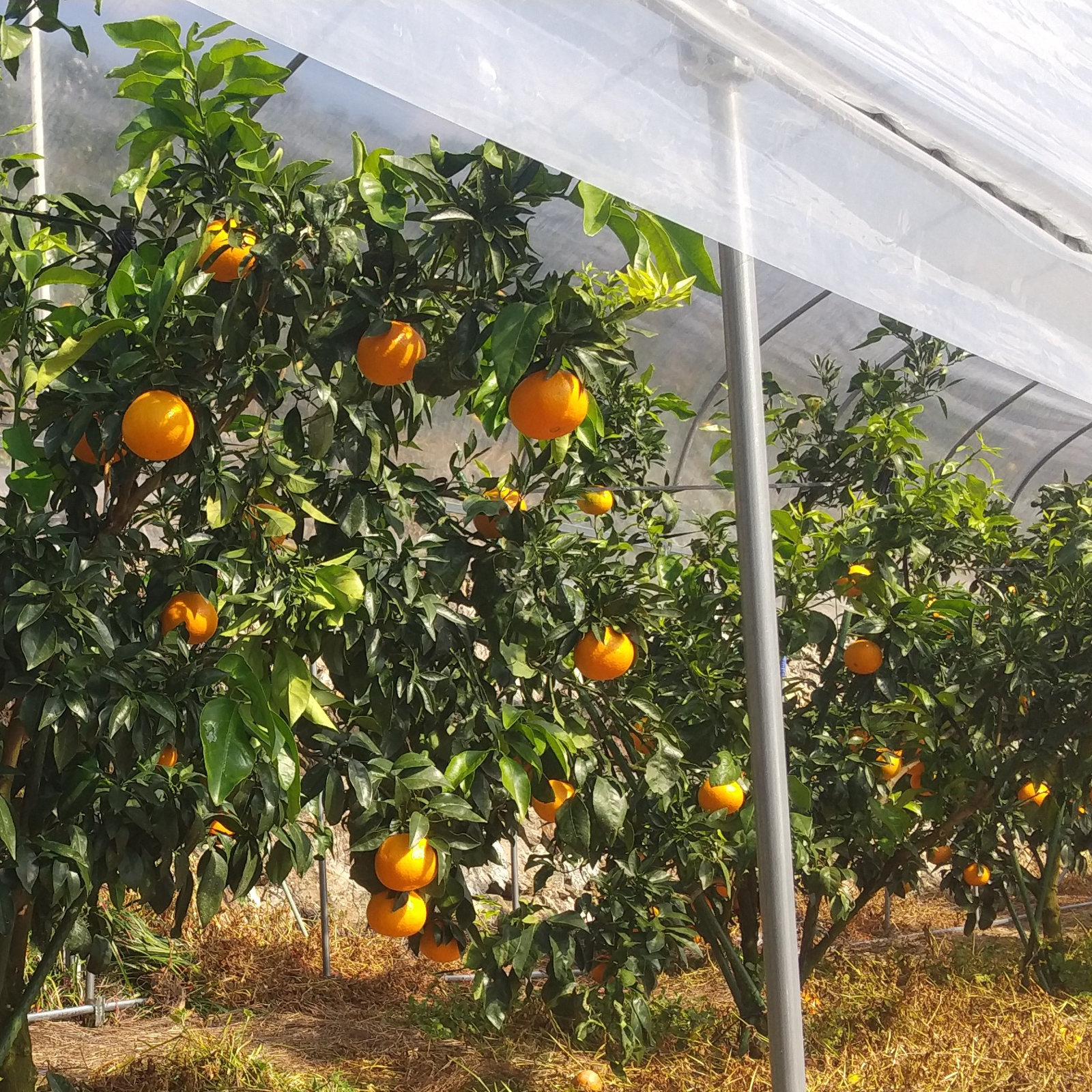 ちょっと小丸 まどんな8玉（風袋込み約1.5kg） | 果物/オレンジ