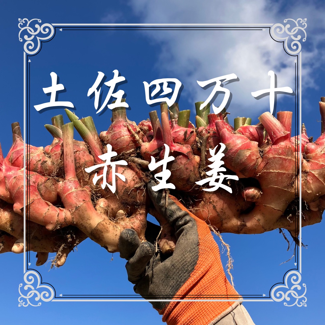 高知土佐四万十赤生姜2kg【栽培時農薬・化学肥料不使用】 ｜ 野菜/薬味