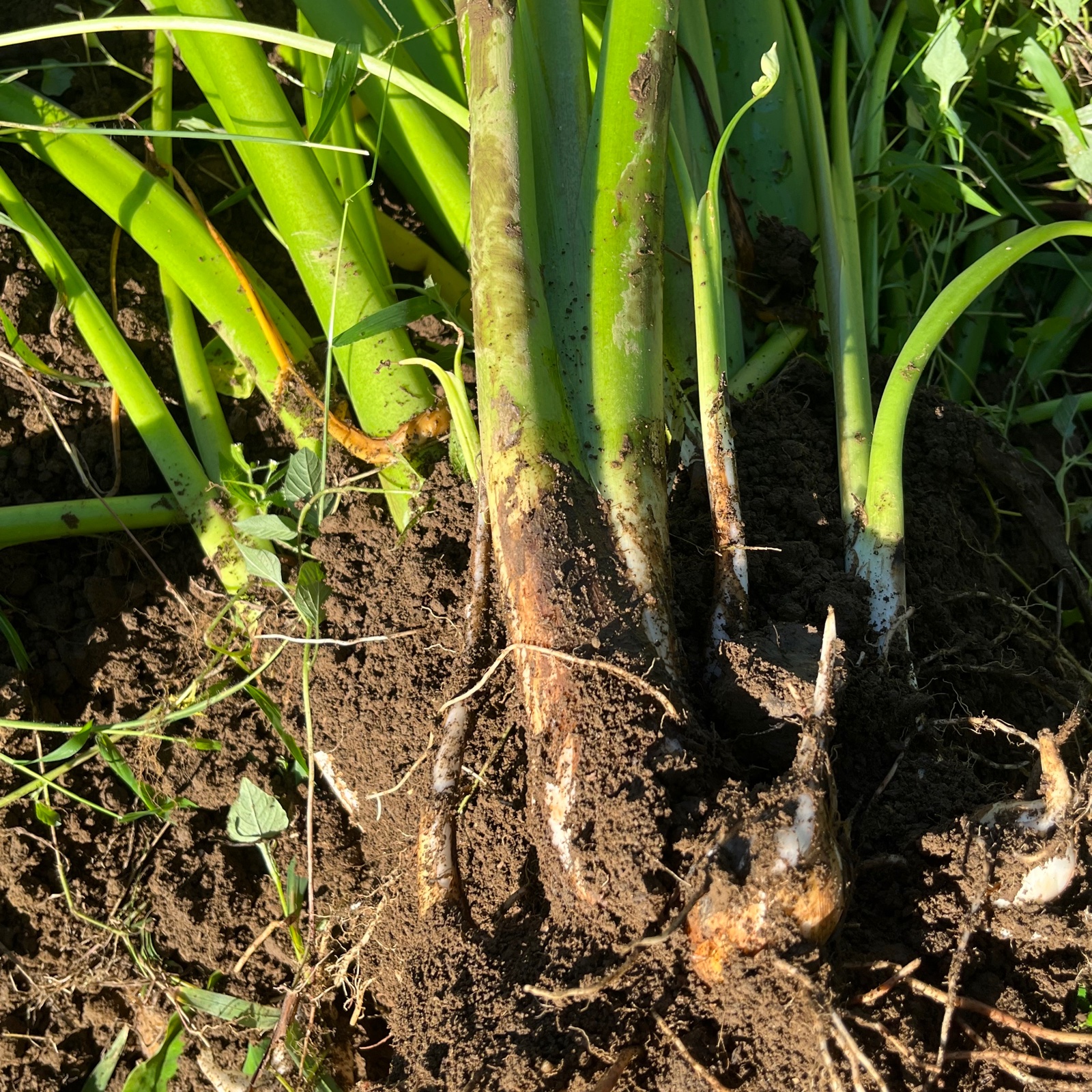 土付き里芋 ｜ 野菜/里いも 産直アウル 農家・漁師など生産者から直接 