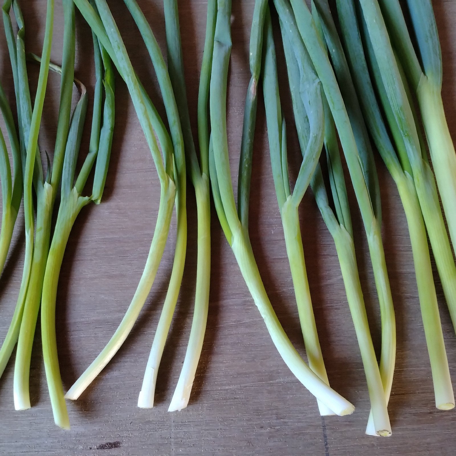 訳あり九条ネギ1kg ｜ 野菜/ねぎ 産直アウル 農家・漁師など生産者から