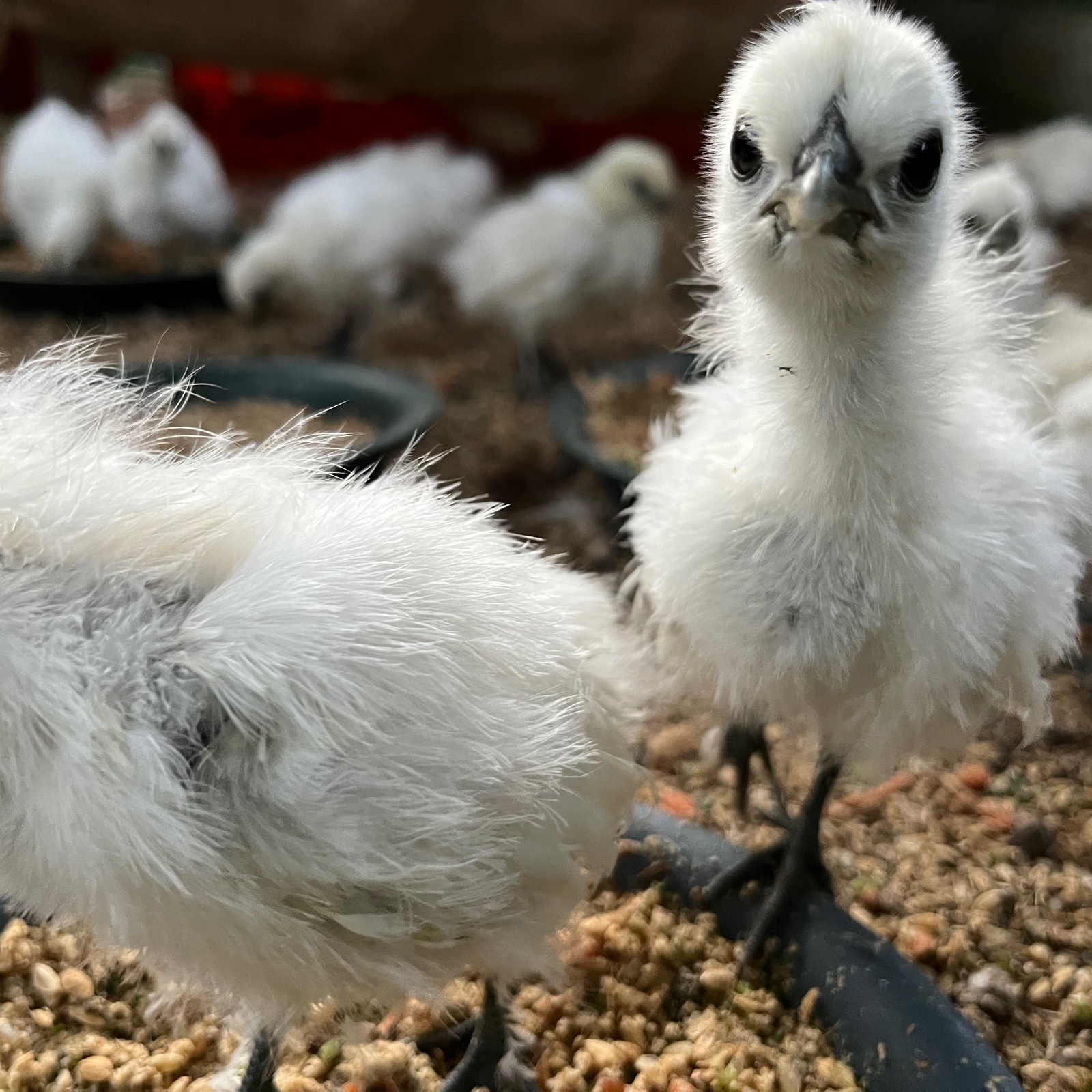 平飼い烏骨鶏卵 ｜ 卵/鶏卵 産直アウル 農家・漁師など生産者から直接