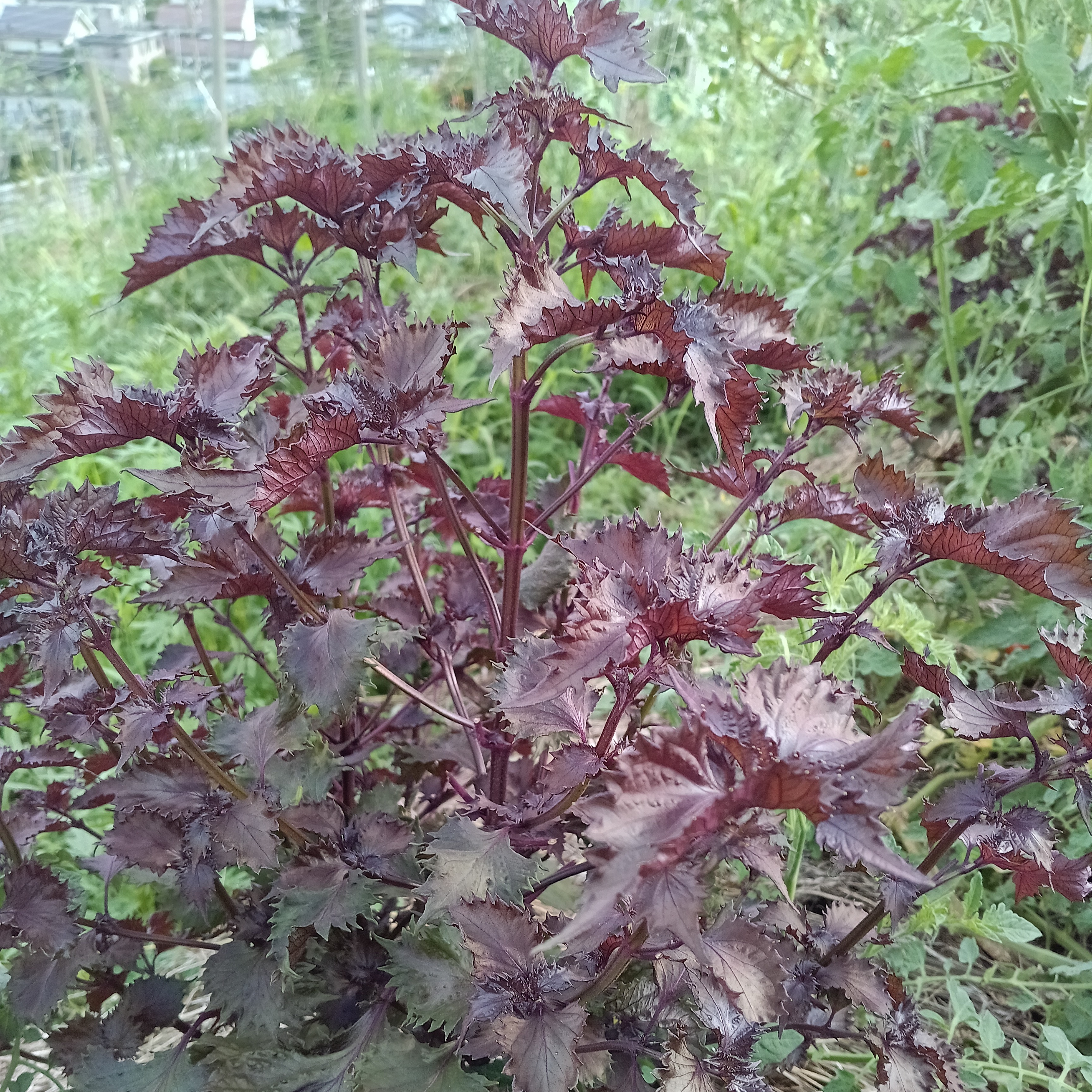 農薬不使用栽培　ちりめん赤紫蘇葉っぱ2キロ 自然栽培赤ちりめんしそ 200g(葉のみ、枝除く) 無農薬無肥料栽培 ご