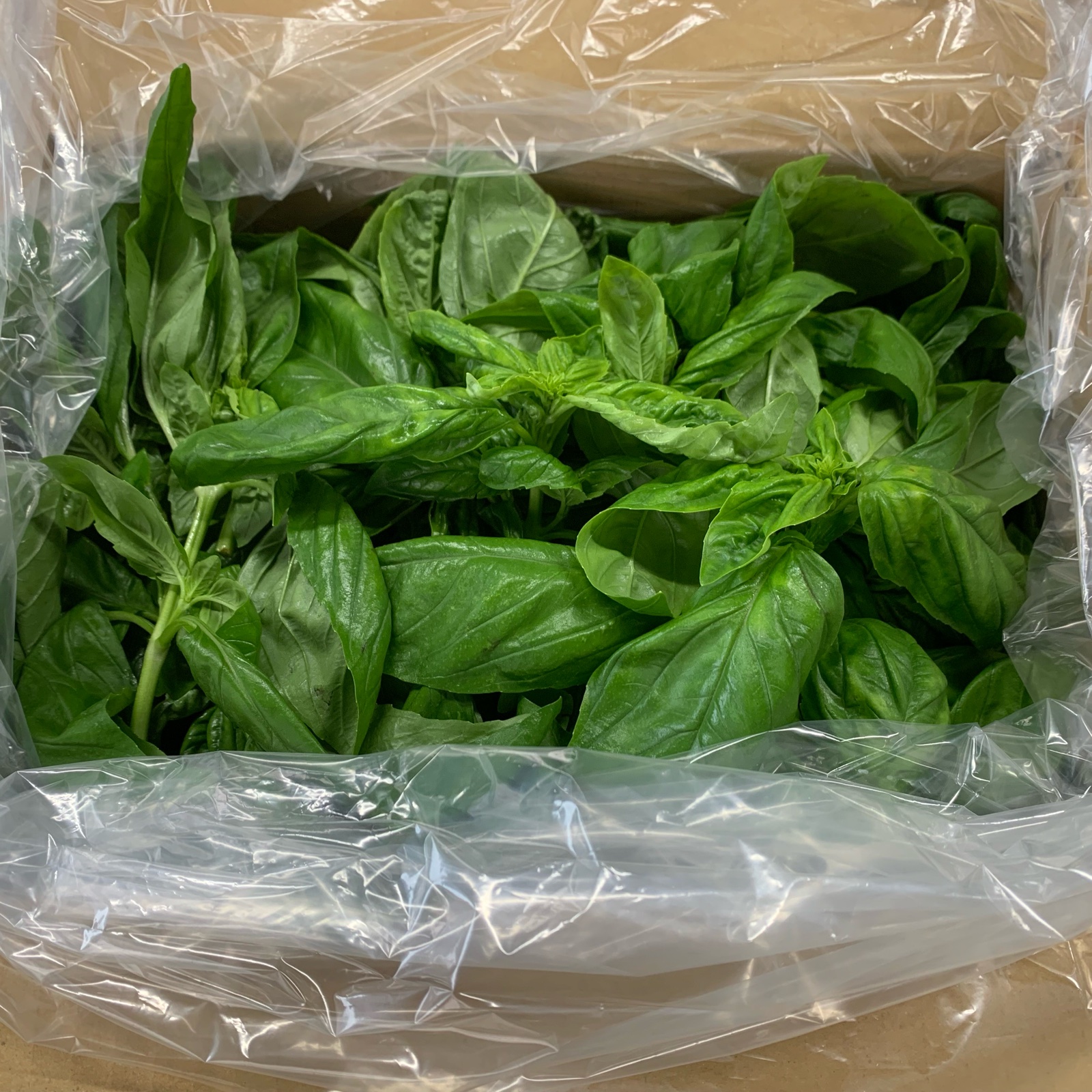 香川県産】フレッシュスイートバジル 収穫日発送！ | 野菜/ハーブ 産直