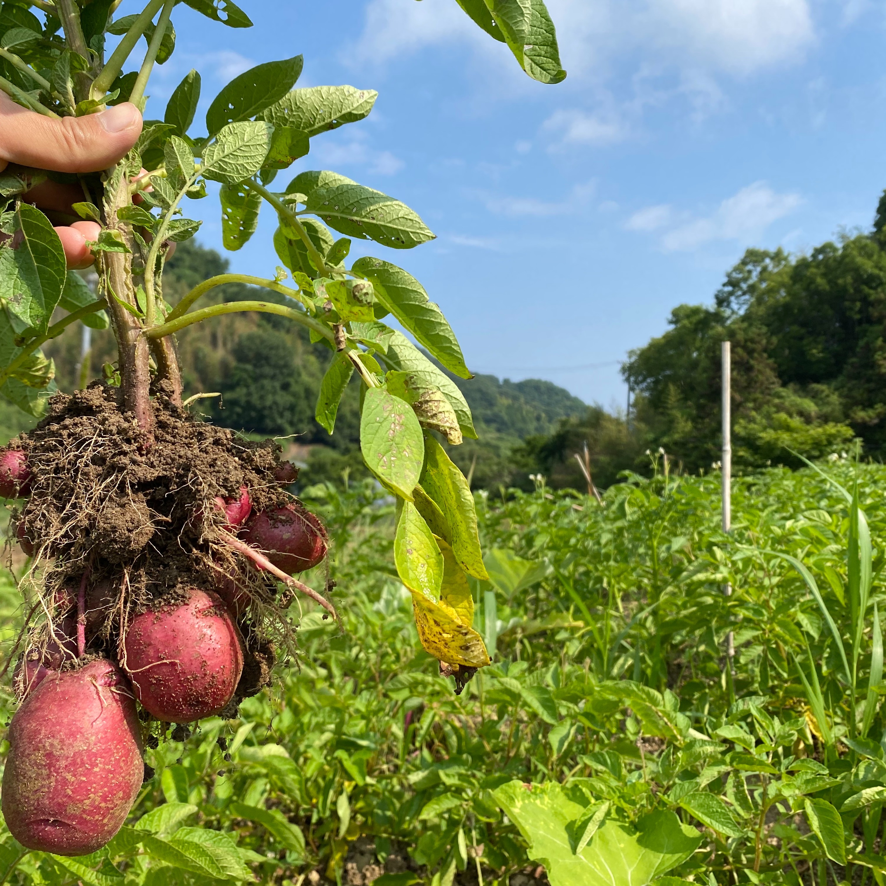 ※1箱限定 自然農 アンデスレッド種芋 約8.5kg デジマおまけ付 自然栽培】アンデスレッド（赤じゃがいも） 2kg 馬鈴薯 ｜ 野菜