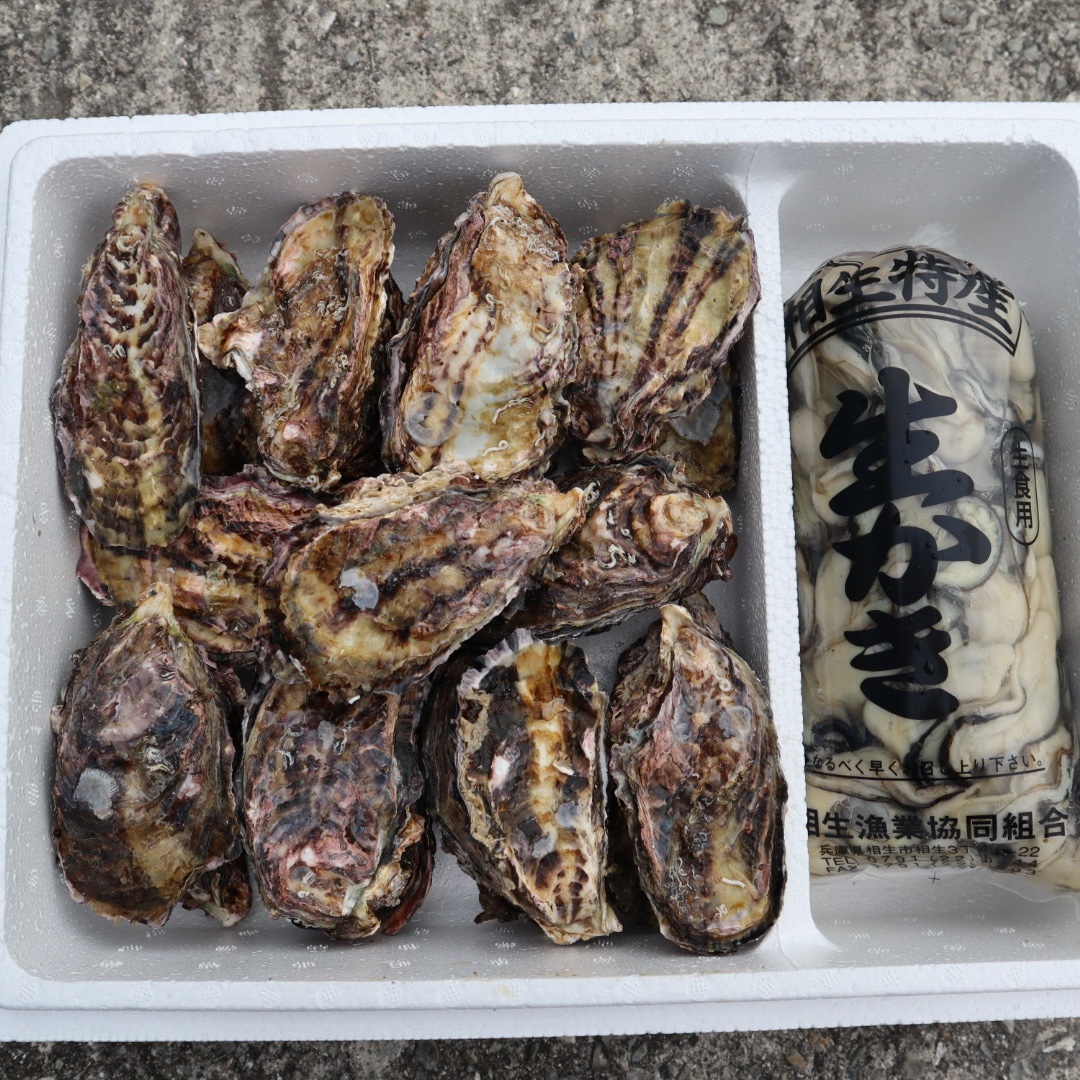 お歳暮対応可】兵庫県産 相生牡蠣 殻付き2キロ 剥き身1キロ ナイフ付き