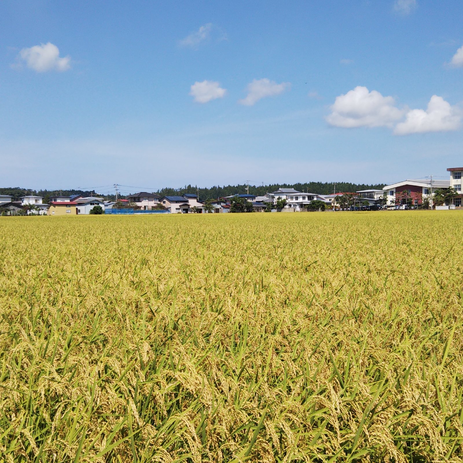 農家直送 令和7年産 自然乾燥米 秋田県産あきたこまち 玄米20kg ｜ 米