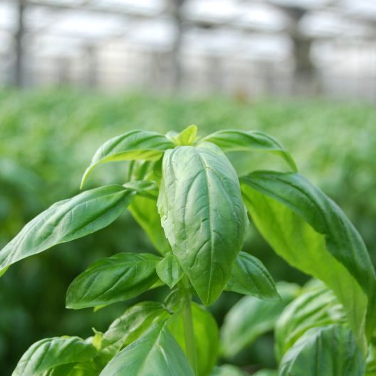 フレッシュスイートバジル2kg