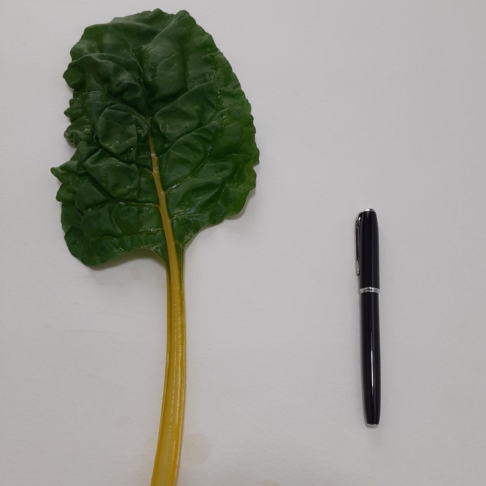 無農薬】スイスチャード 500g カラフル野菜 ｜ 野菜/葉物 産直アウル