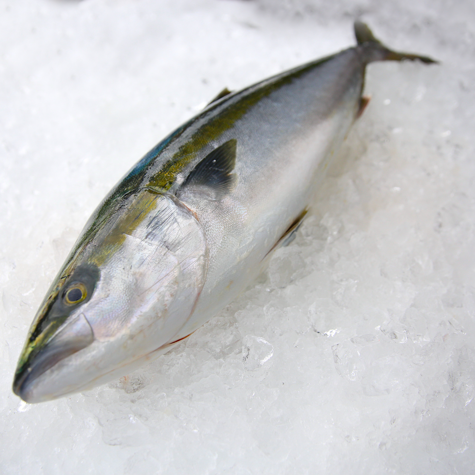 鮮魚 養殖ブリラウンド約4ｋｇ 5ｋｇ 1尾 魚介類 ぶり 産直アウル 農家から直接野菜などの食材を購入できる産地直送の宅配通販サイト
