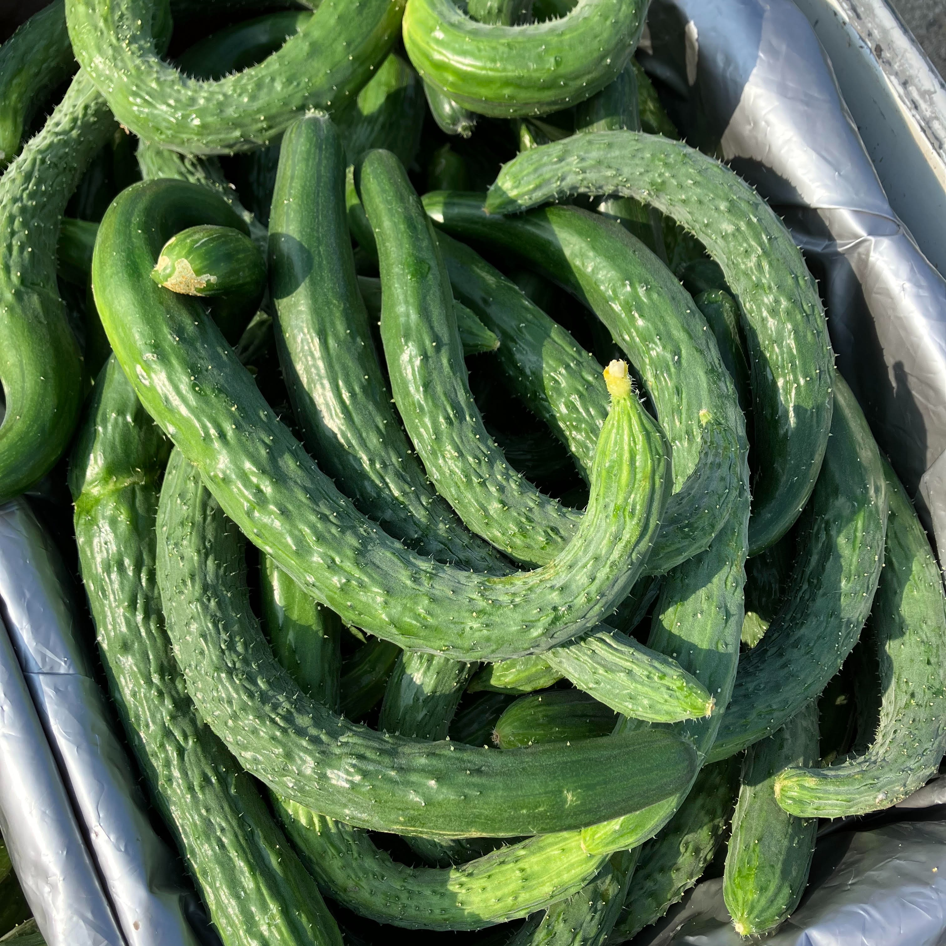 訳ありイボイボのスーヨーキュウリ ｜ 野菜/きゅうり 産直アウル 農家