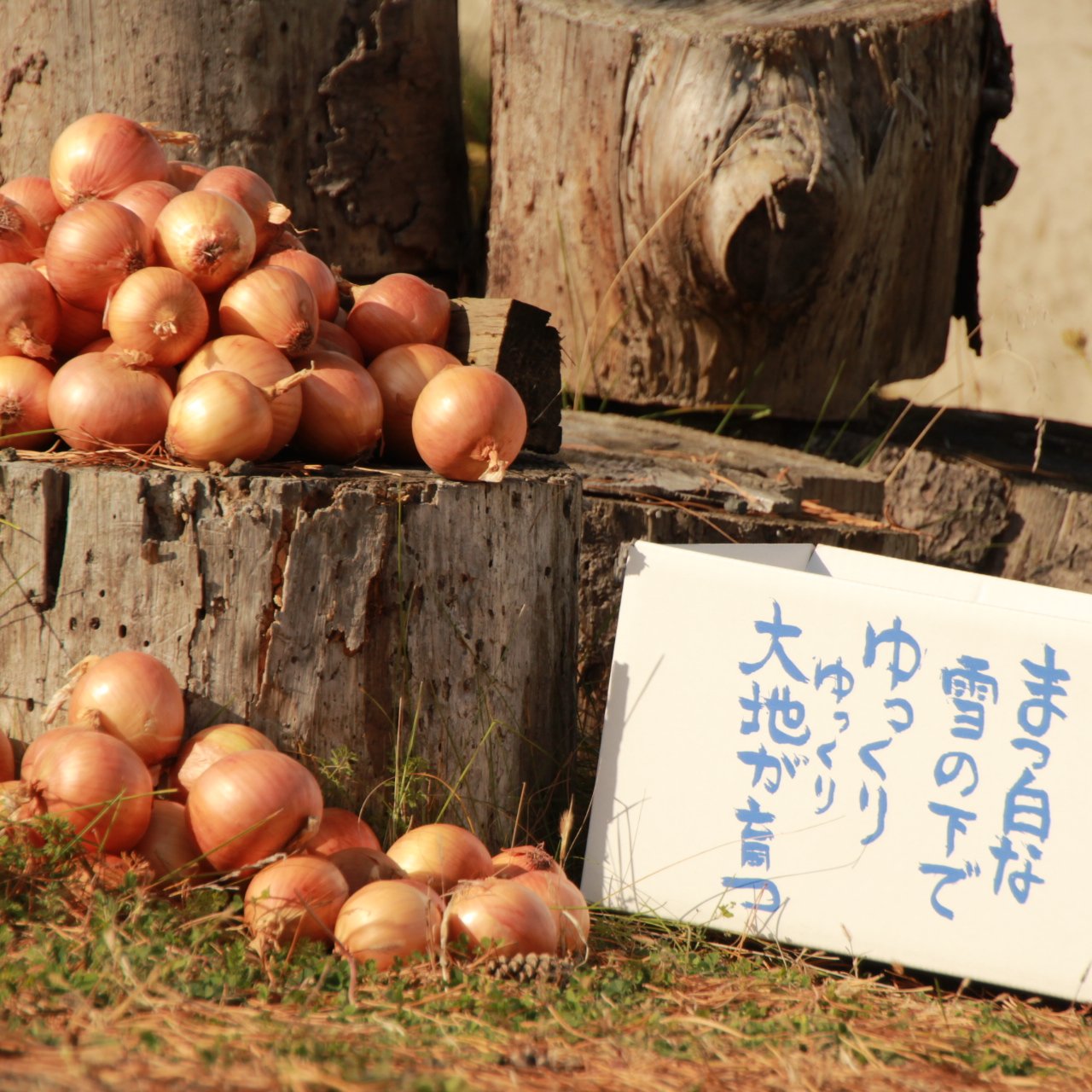 MSサイズ】やさしい風の農薬不使用有機栽培玉ねぎ ｜ 野菜/玉ねぎ 産直