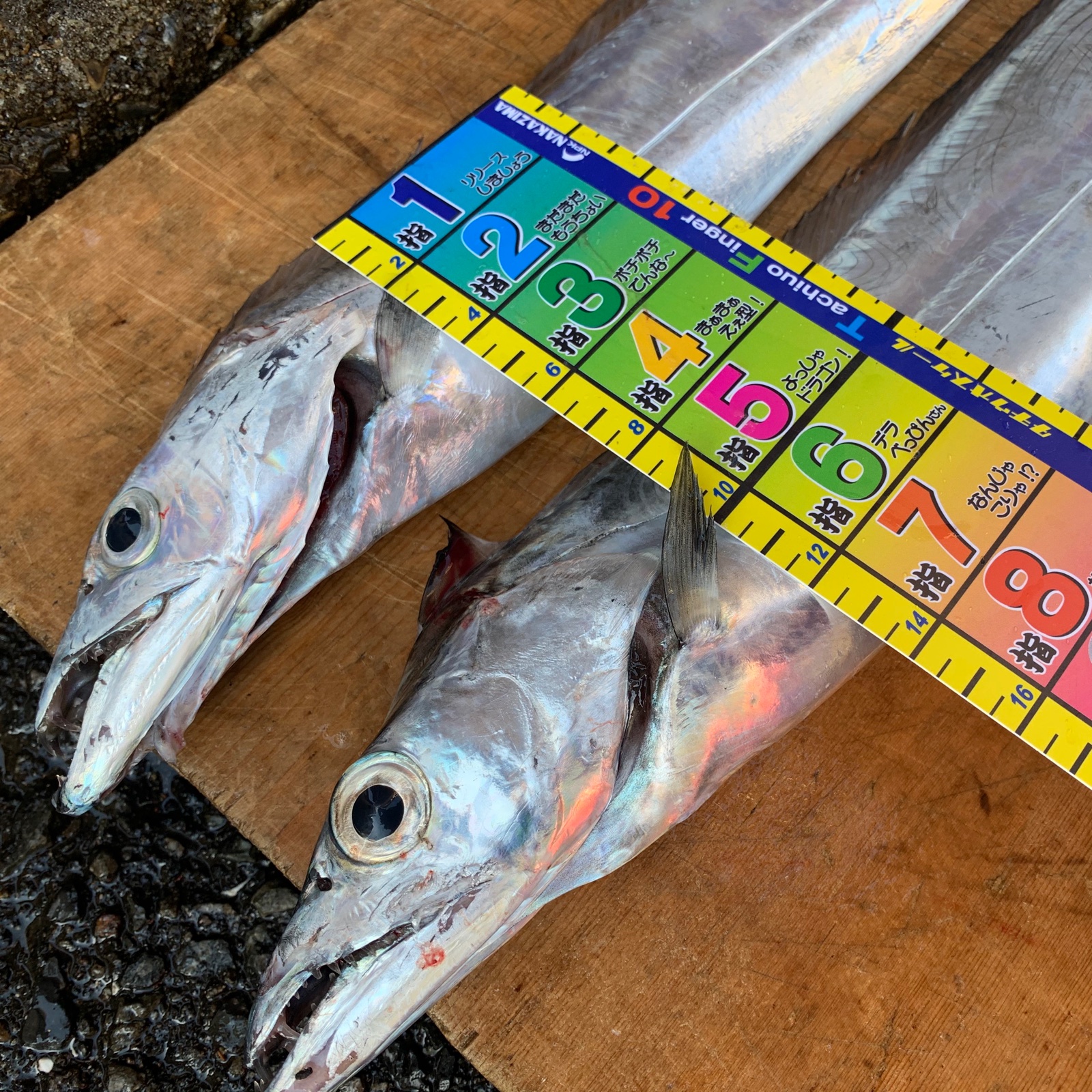 瀬戸内発 活〆 一本釣り太刀魚 小 2匹セット 真空冷凍でお届け 魚介類 その他魚介 産直アウル Owl 農家から直接野菜などの食材を購入できる産地直送の宅配通販サイト 瀬戸内発 活〆 一本釣り太刀魚 小 2匹セット 真空冷凍でお届け 魚介類 その他魚介 産直アウル Owl 農家から直接野菜などの食材を購入できる産地直送の宅配通販サイト