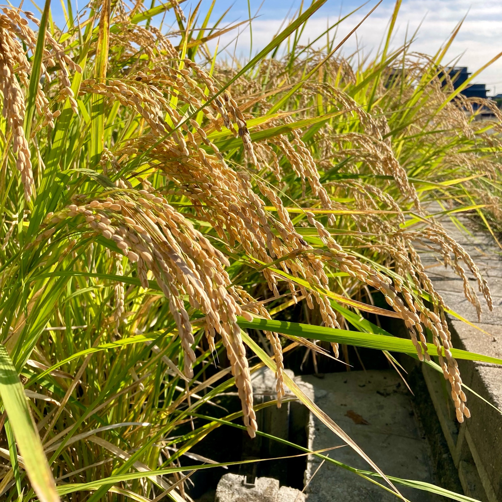 岡山県倉敷産　令和6年あけぼの新米　玄米20キロ 令和7年岡山県産 アケボノ玄米20キロ | 米・穀物/玄米 産直