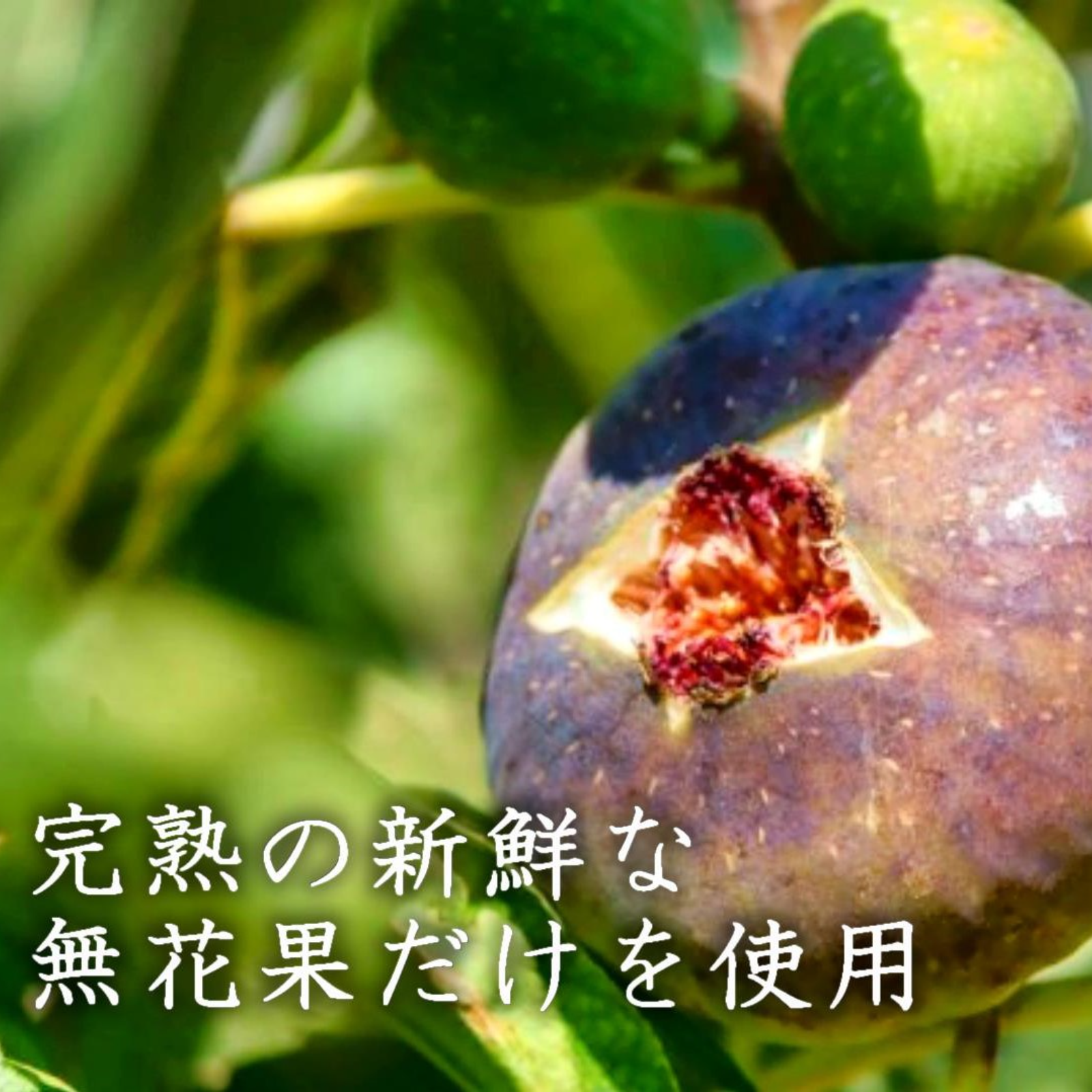 朝採れイチジク使用！ゴロっといちじくコンポート200g×5 無花果加工品