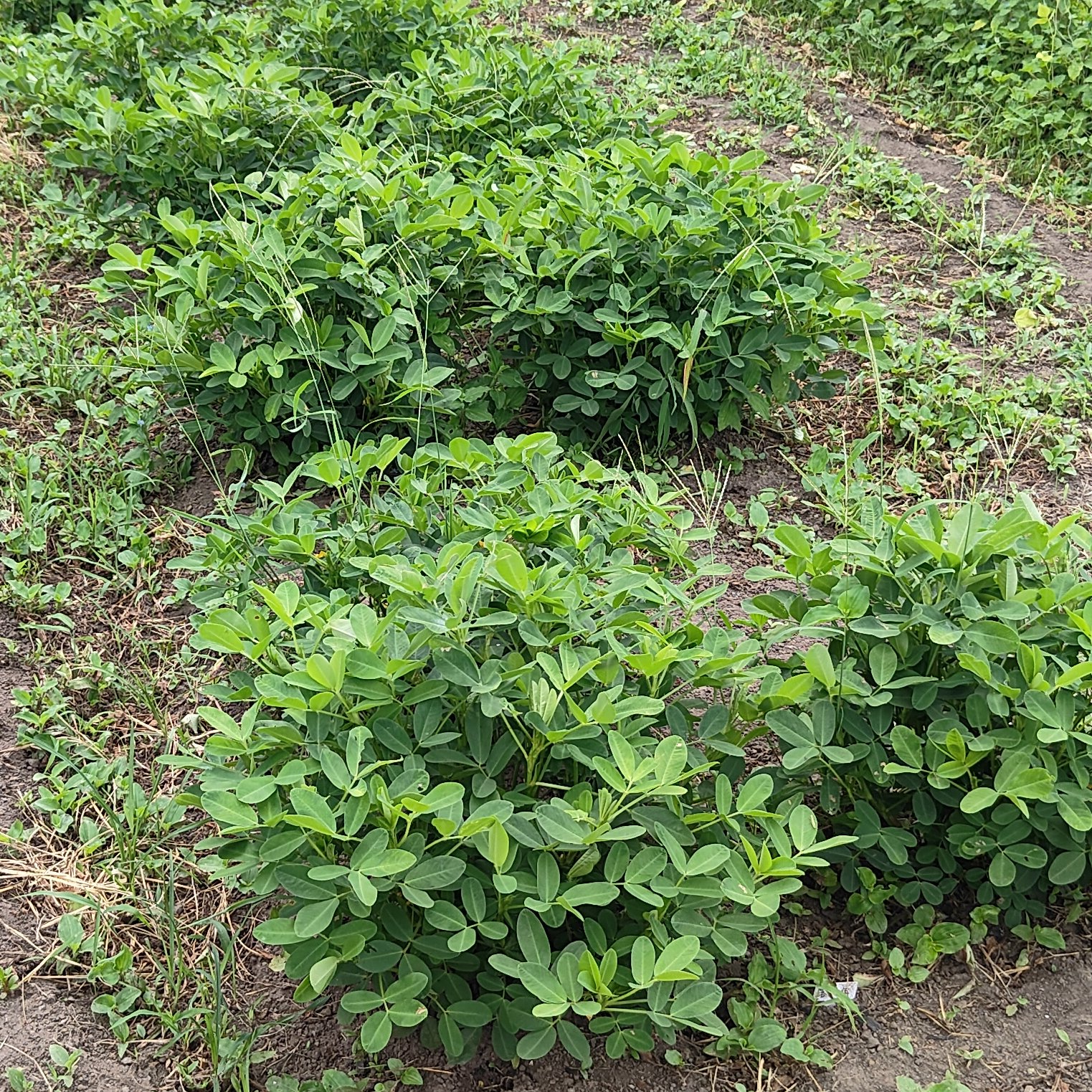 予約限定価格】農薬・化学肥料不使用の大粒生落花生おおまさりネオ
