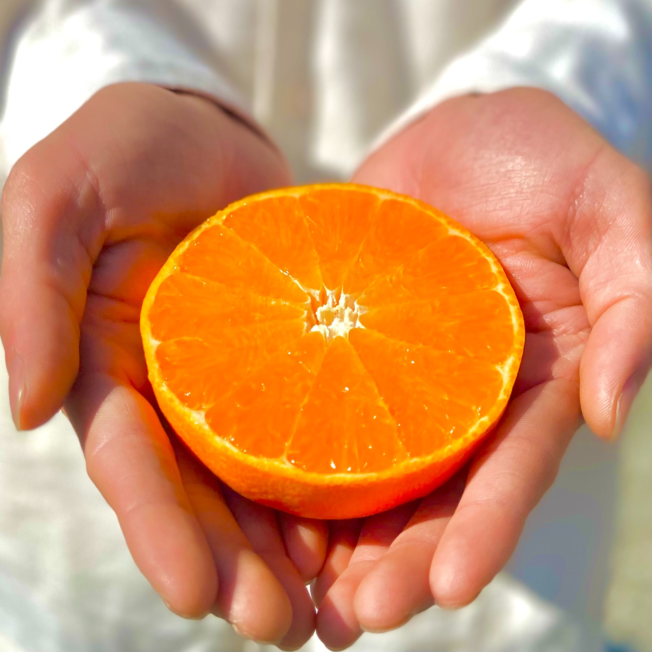 せとか2kg＋甘平2kg【人気柑橘食べ比べ】【アウルの日】 | 果物