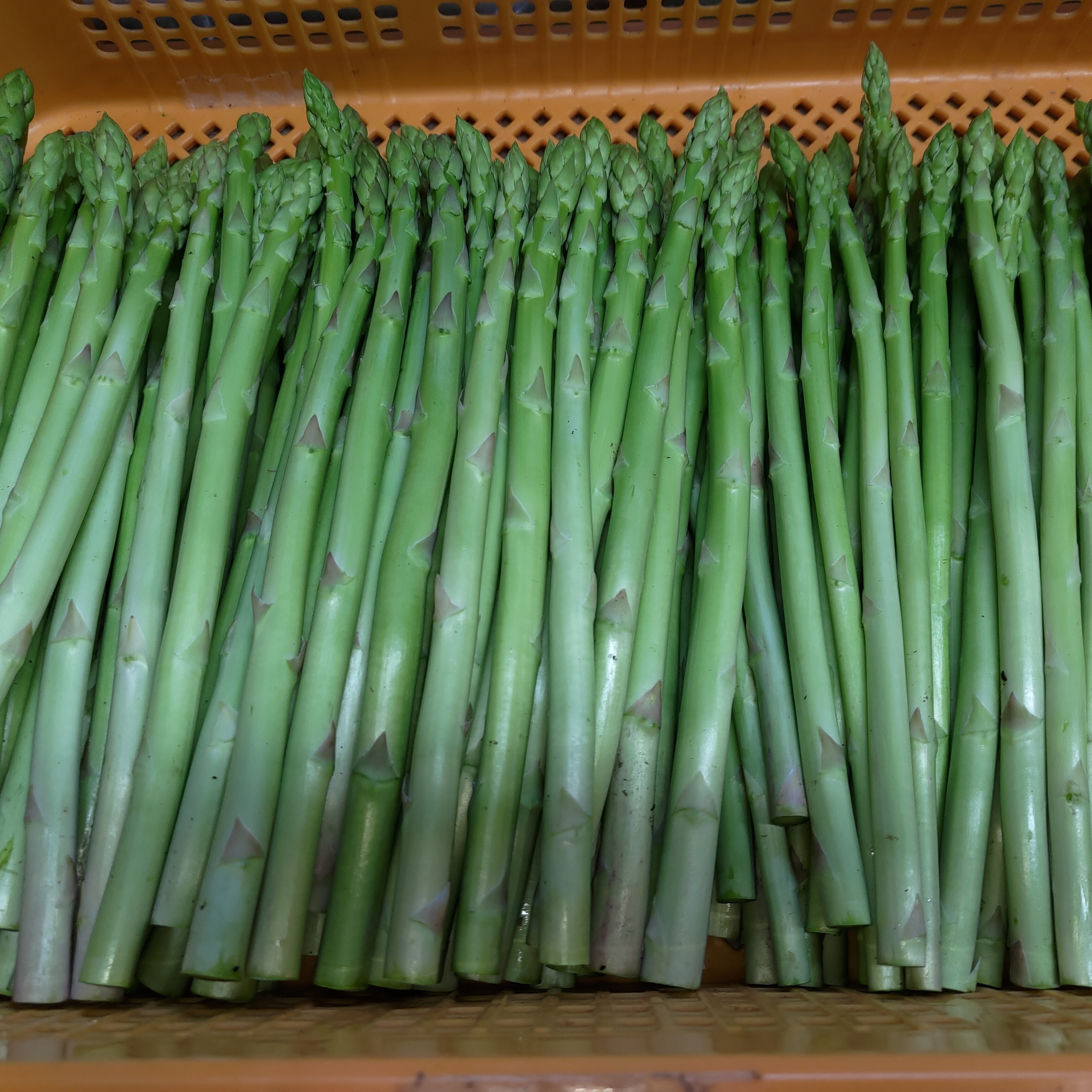 朝採 アスパラガス Lサイズ A等級 2kg 【収穫当日発送】 ｜ 野菜