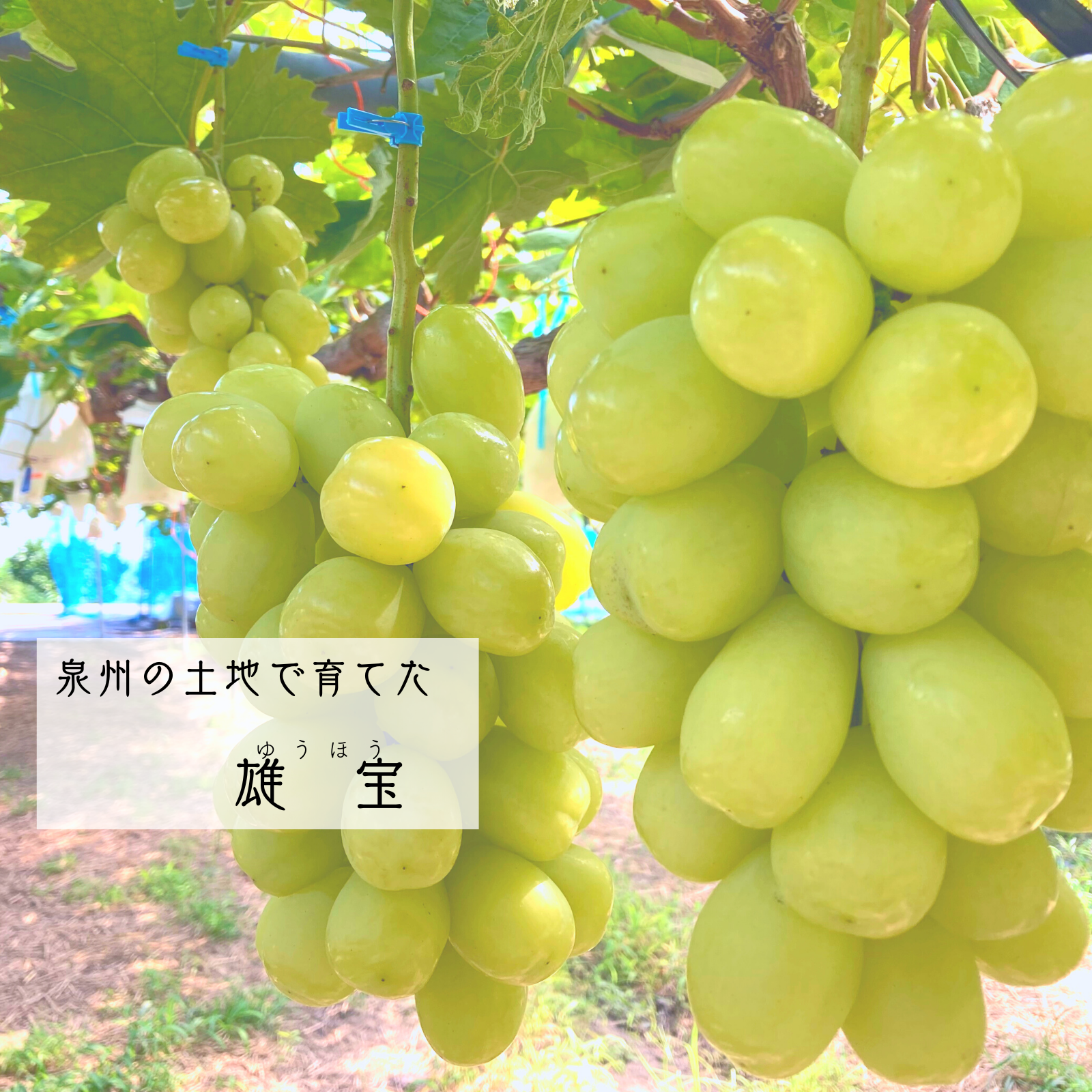 朝採れ 贈答品質 雄宝　大房1房 （600〜800g）美味しい葡萄園 （600〜800g）美味しい葡萄園 贈答品質 朝採れ 雄宝　大房1房