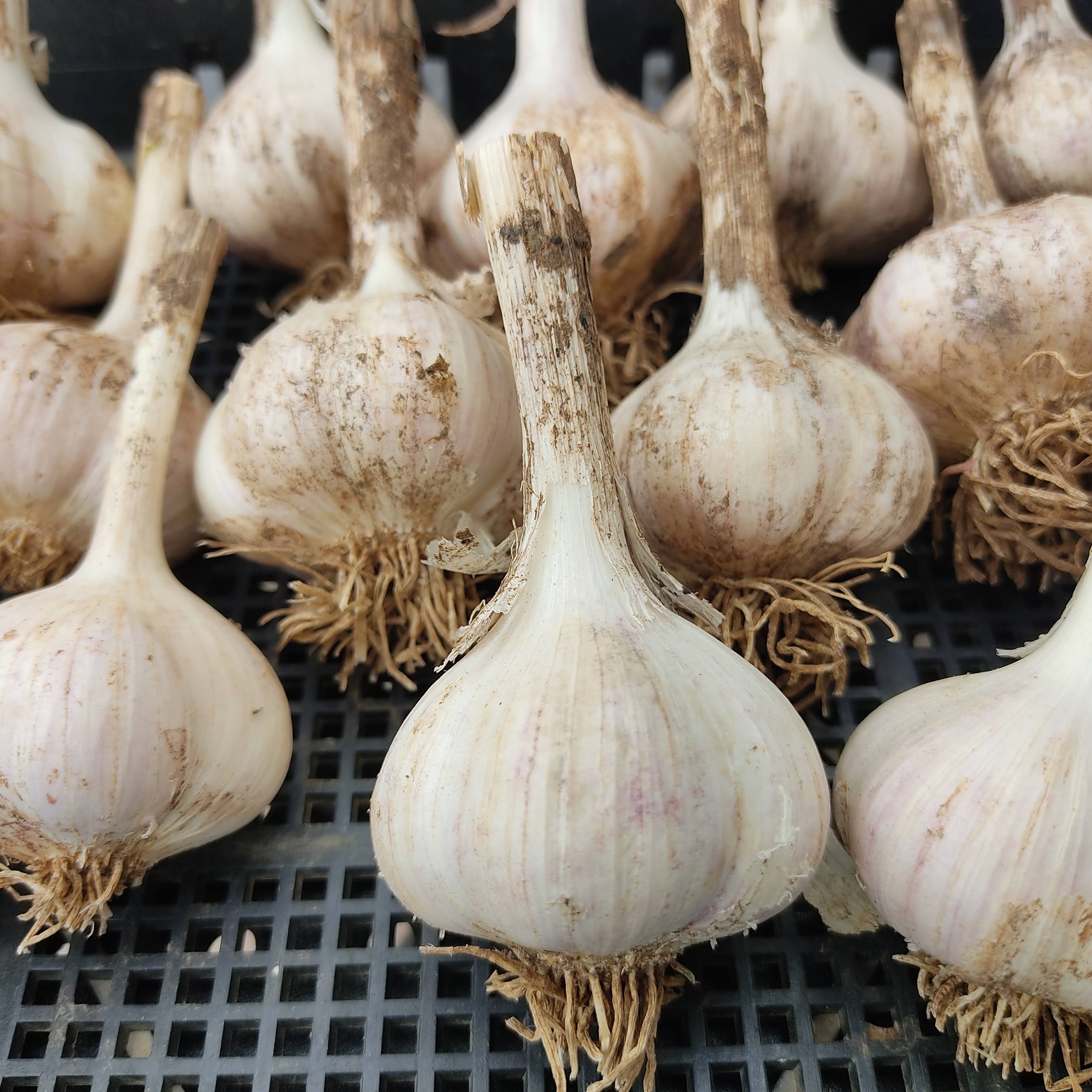 旬の味わい】ホクホク食感と旨味を楽しむ平戸ニンニク約1kg（30～40玉