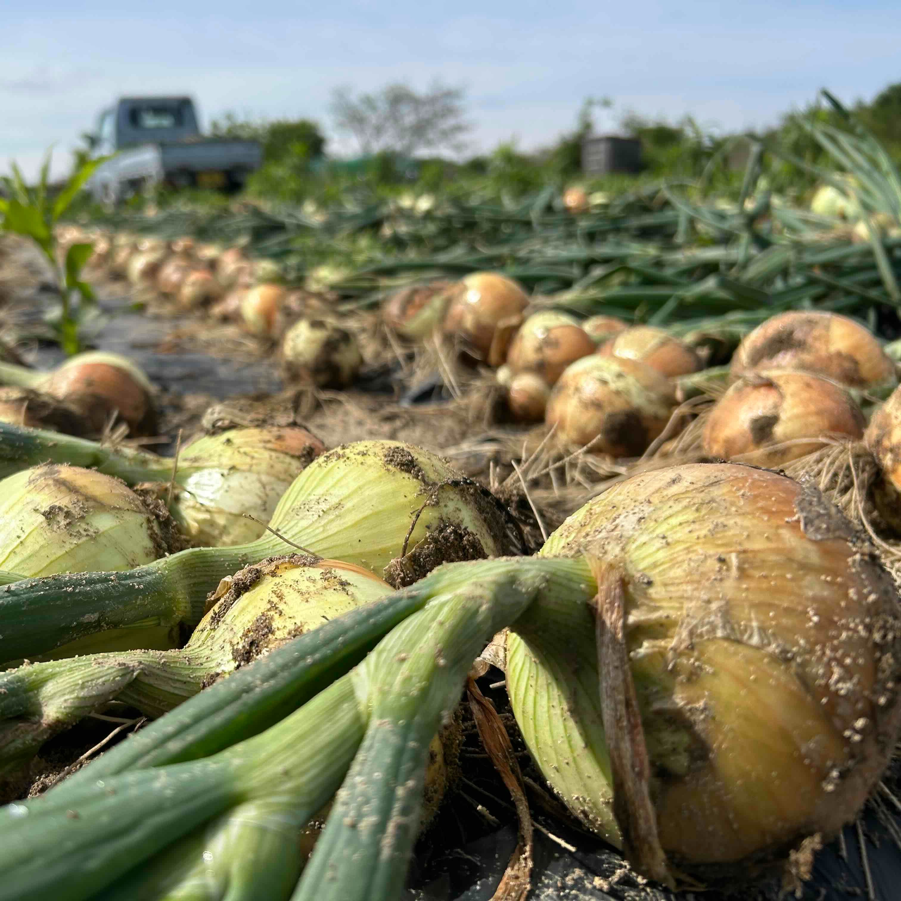 京都・山城】ねぎの栽培技術を活かした新玉ねぎ『山たまちゃん』♪1.5