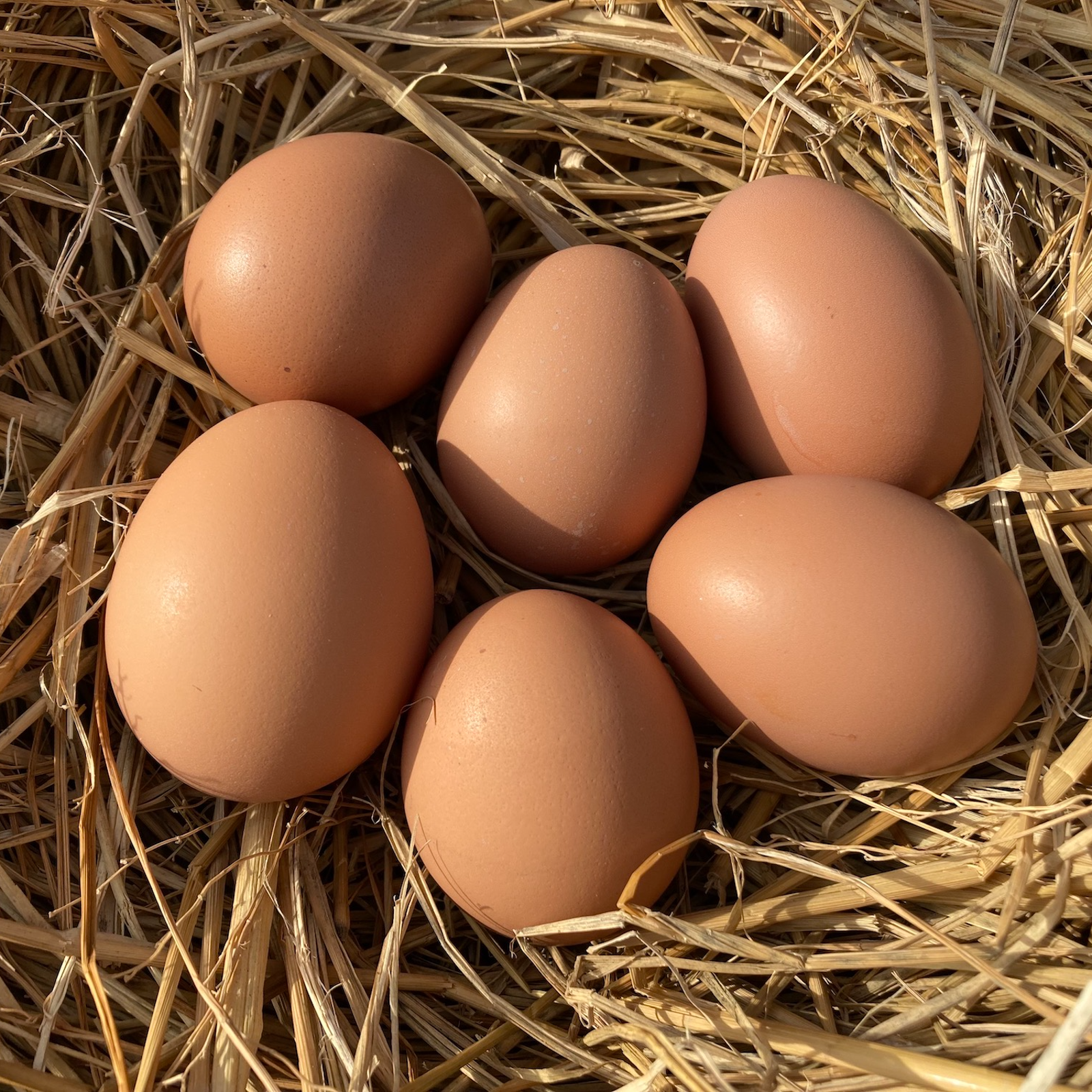 朝採り新鮮お届け！平飼いぷりぷり卵 岡崎おうはん30個 - その他