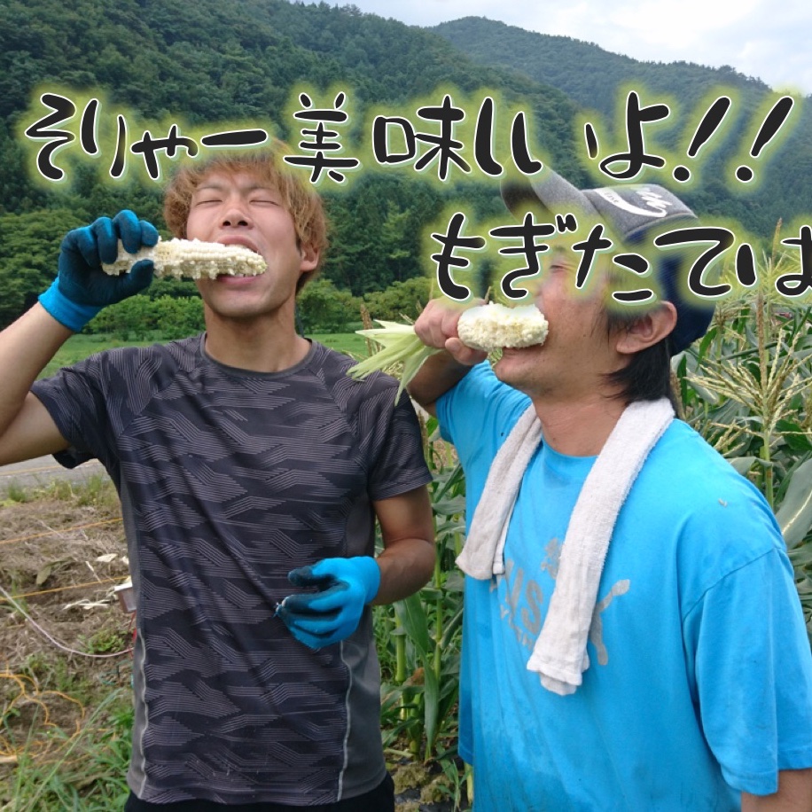 訳あり ホワイトコーン1.5キロ 約5-7本 ｜ 野菜/とうもろこし 産直