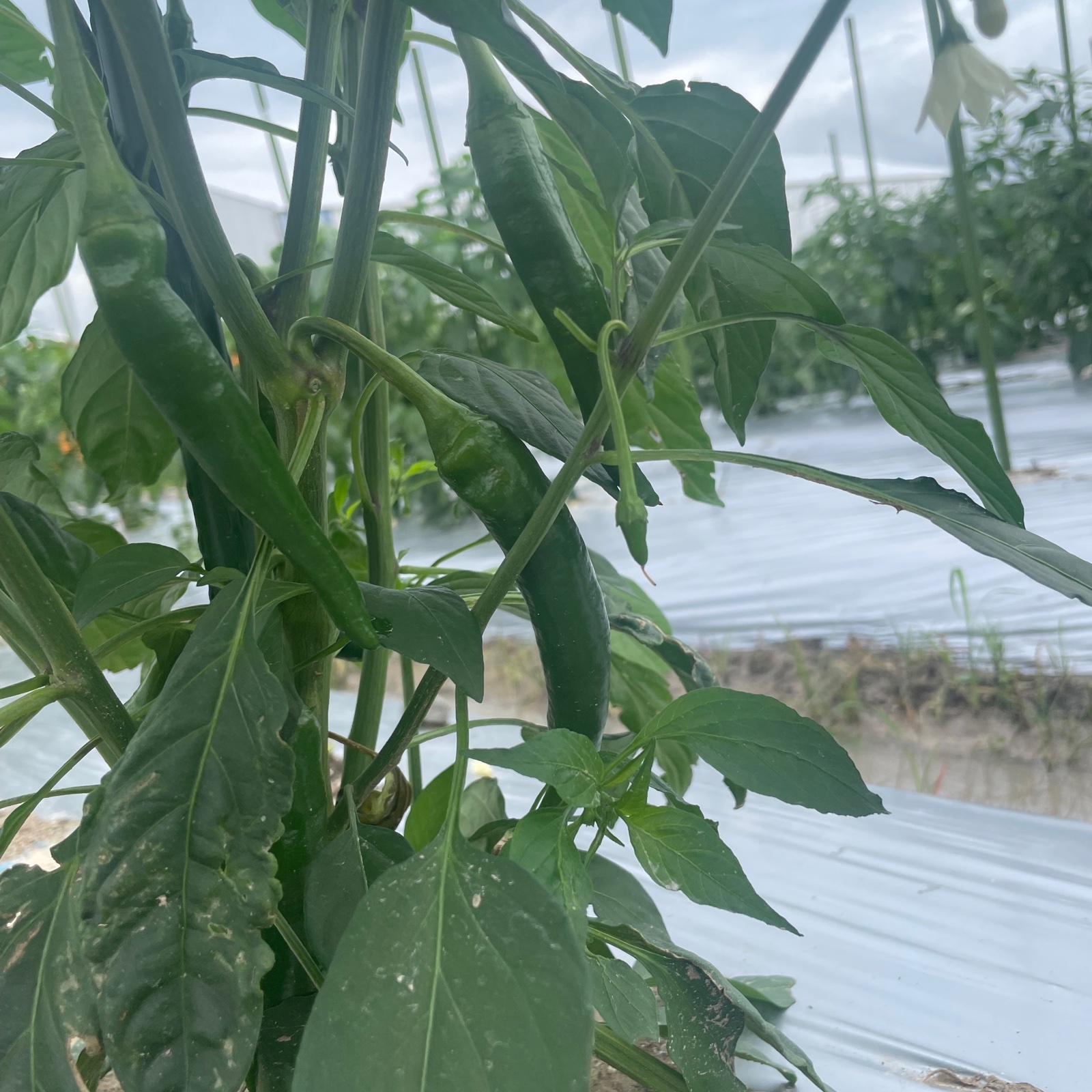 青唐辛子1kg 国産 淡路島からの辛い唐辛子 ｜ 野菜/スパイス 産直