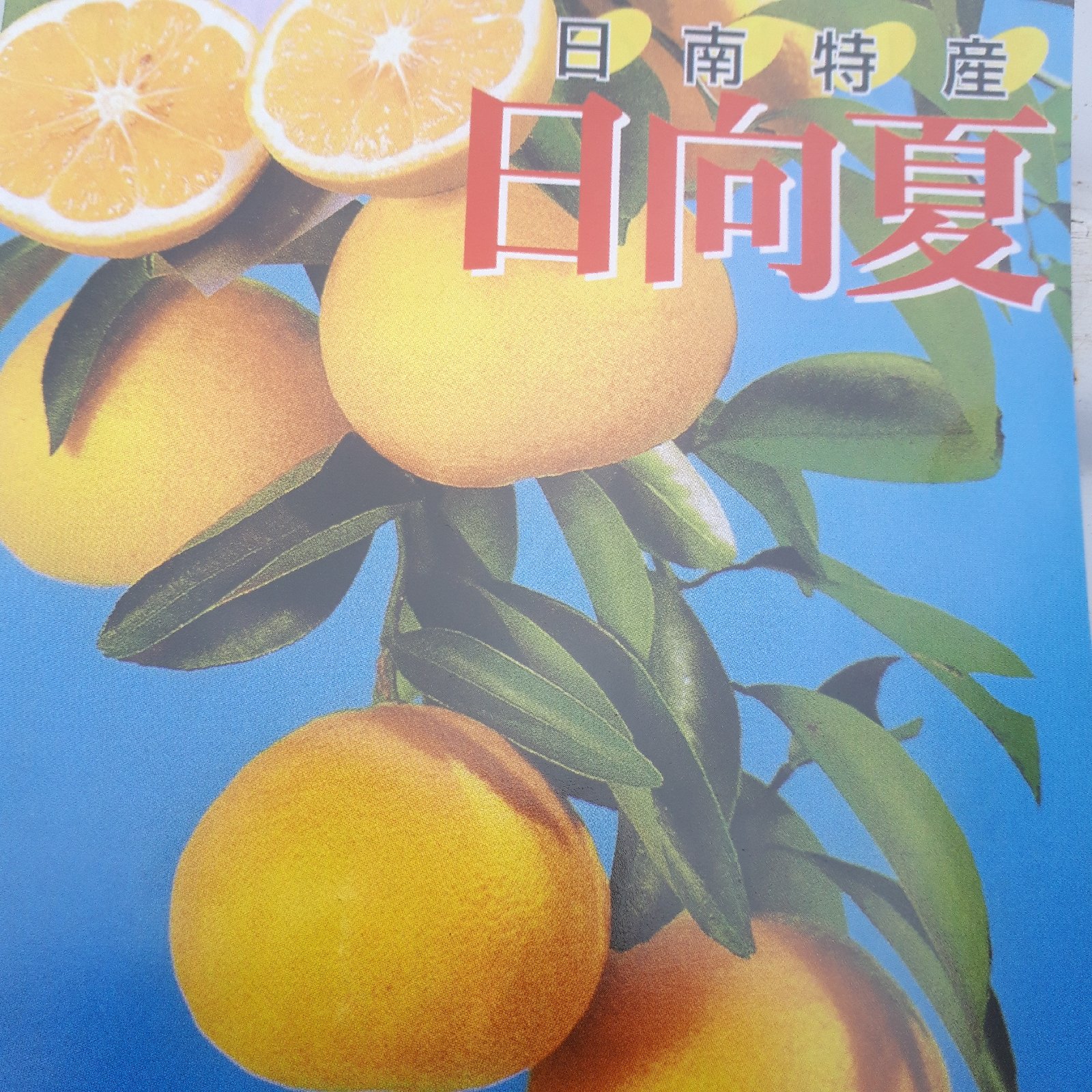 作本柑橘園の日向夏(たねなし)5.0キロ(25～50個) | 果物/オレンジ